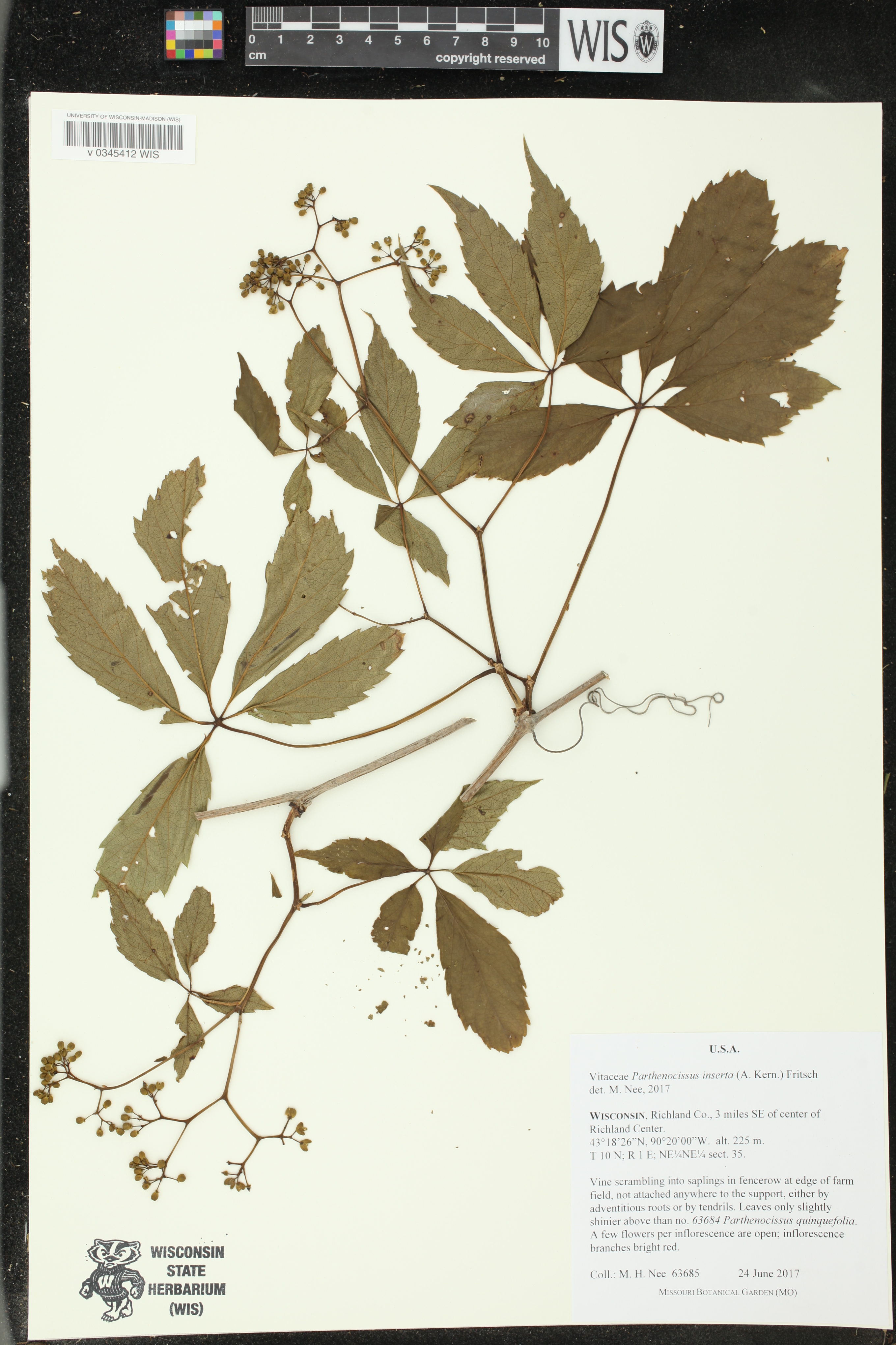 Parthenocissus inserta image