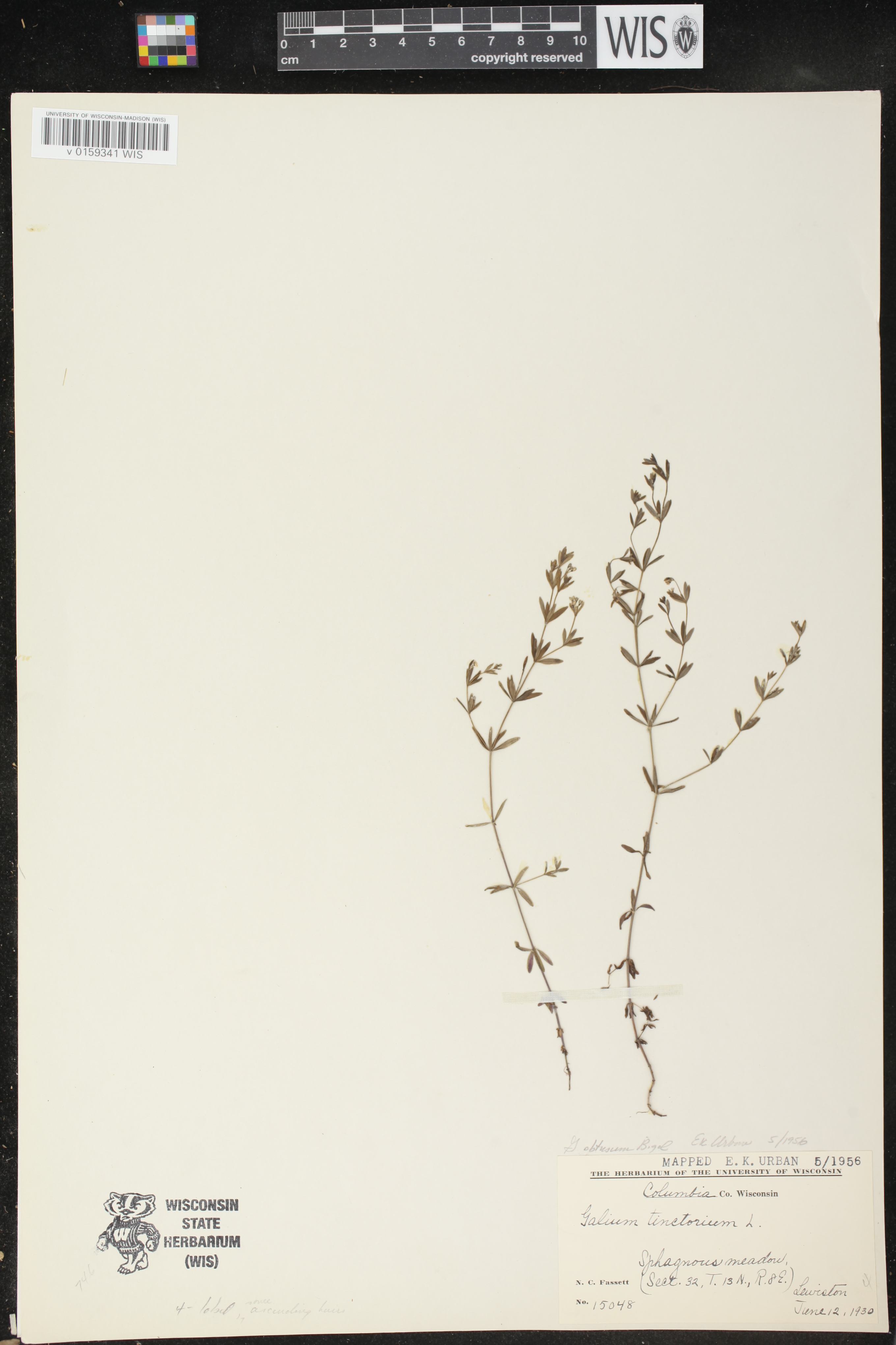 Galium obtusum subsp. obtusum image