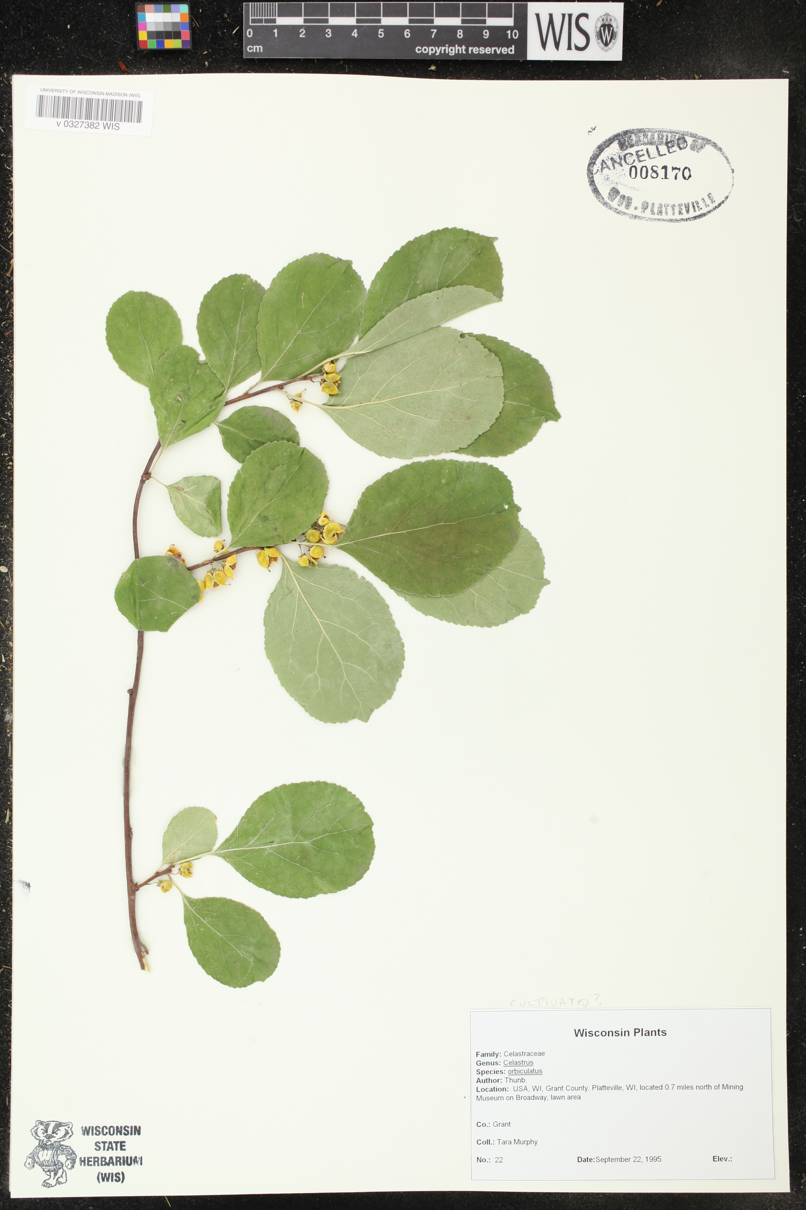 Celastrus orbiculatus image