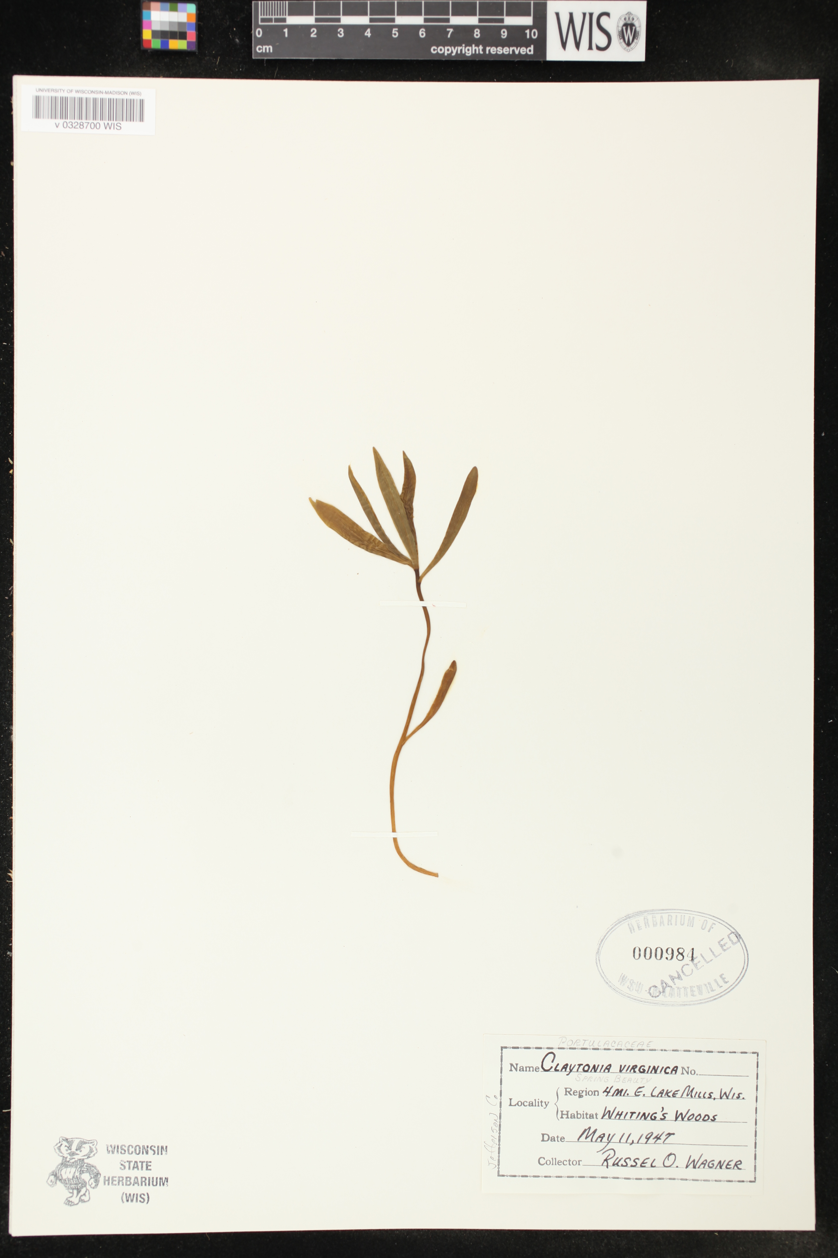 Claytonia virginica image