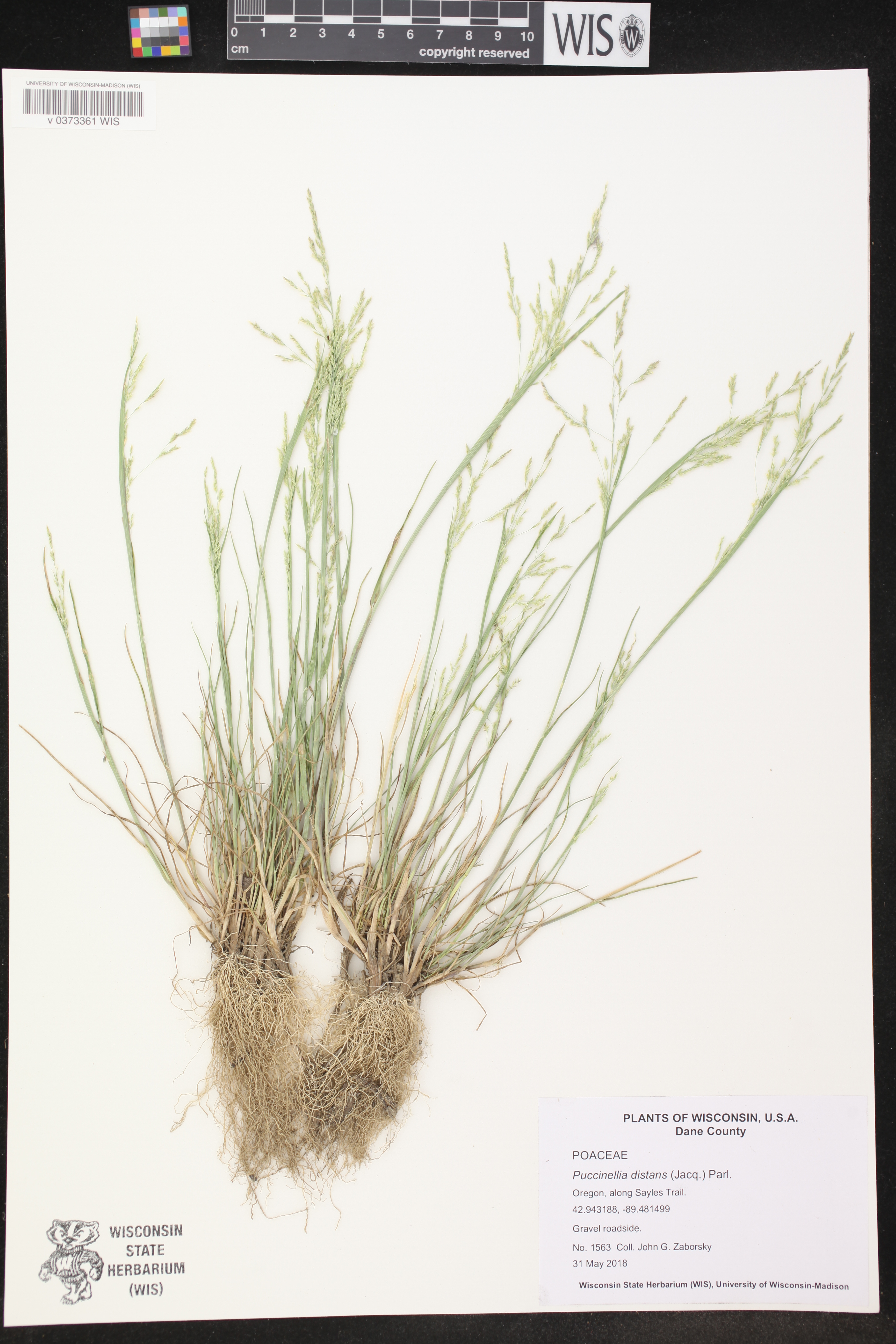 Puccinellia distans image