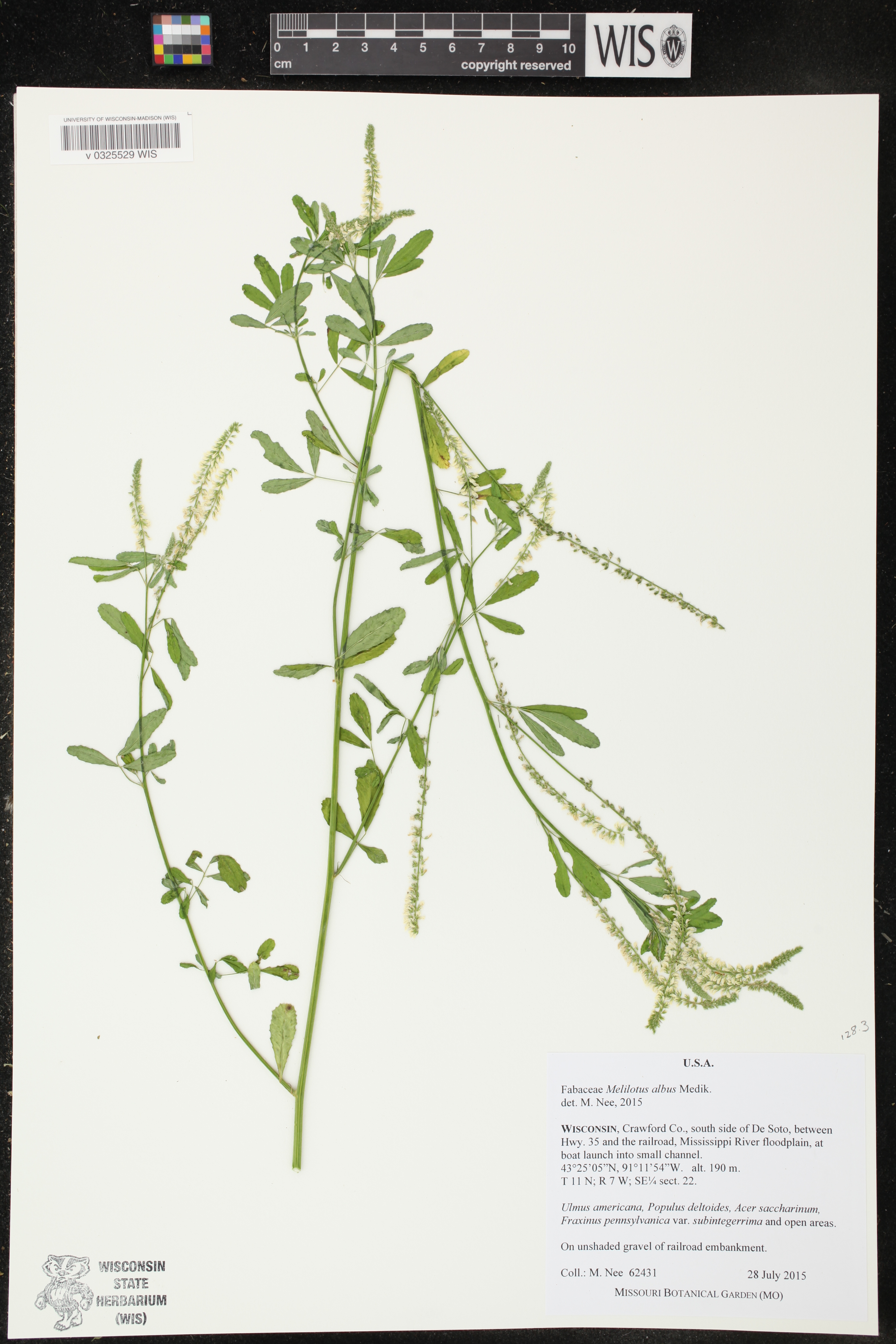 Melilotus albus image