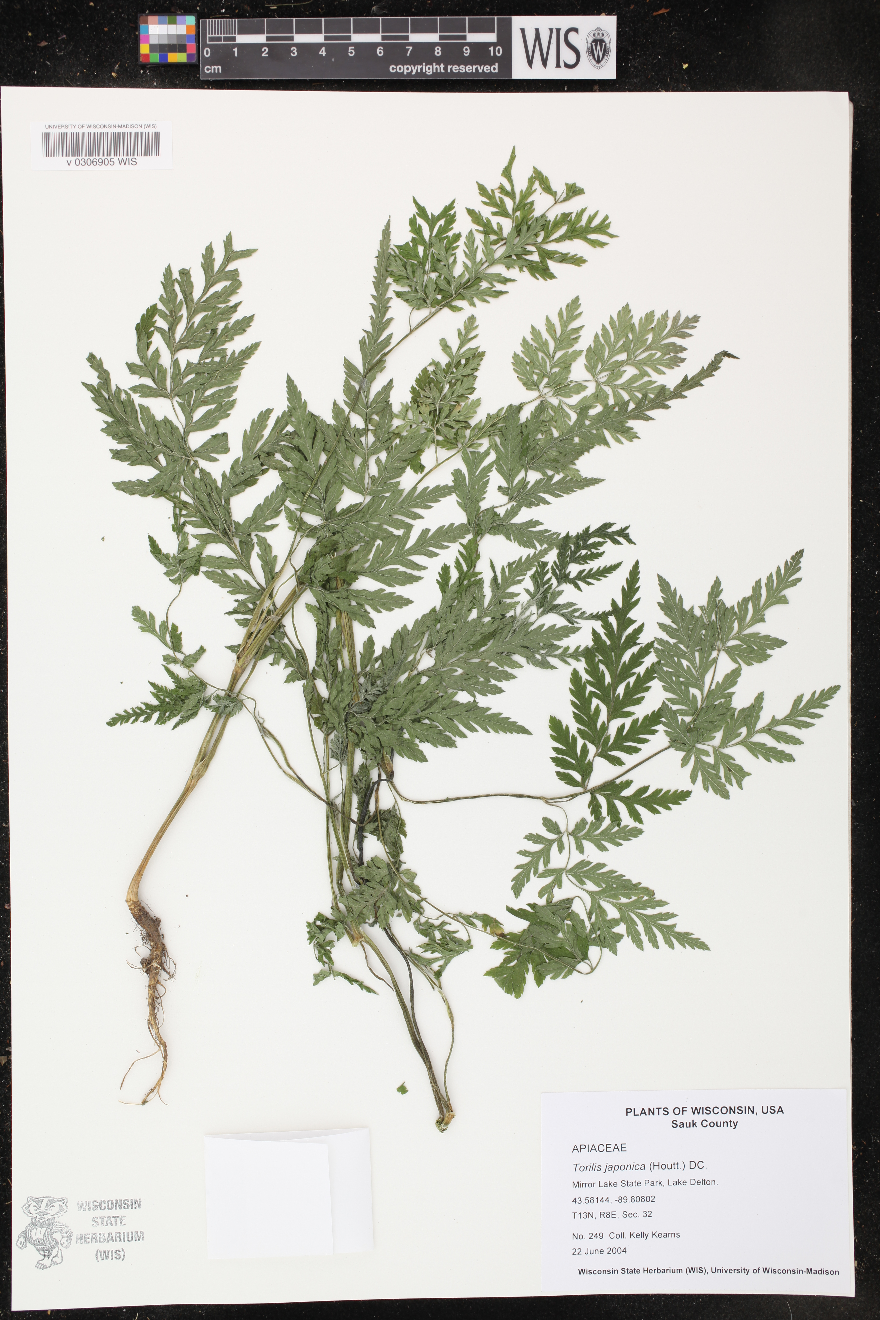 Torilis japonica image
