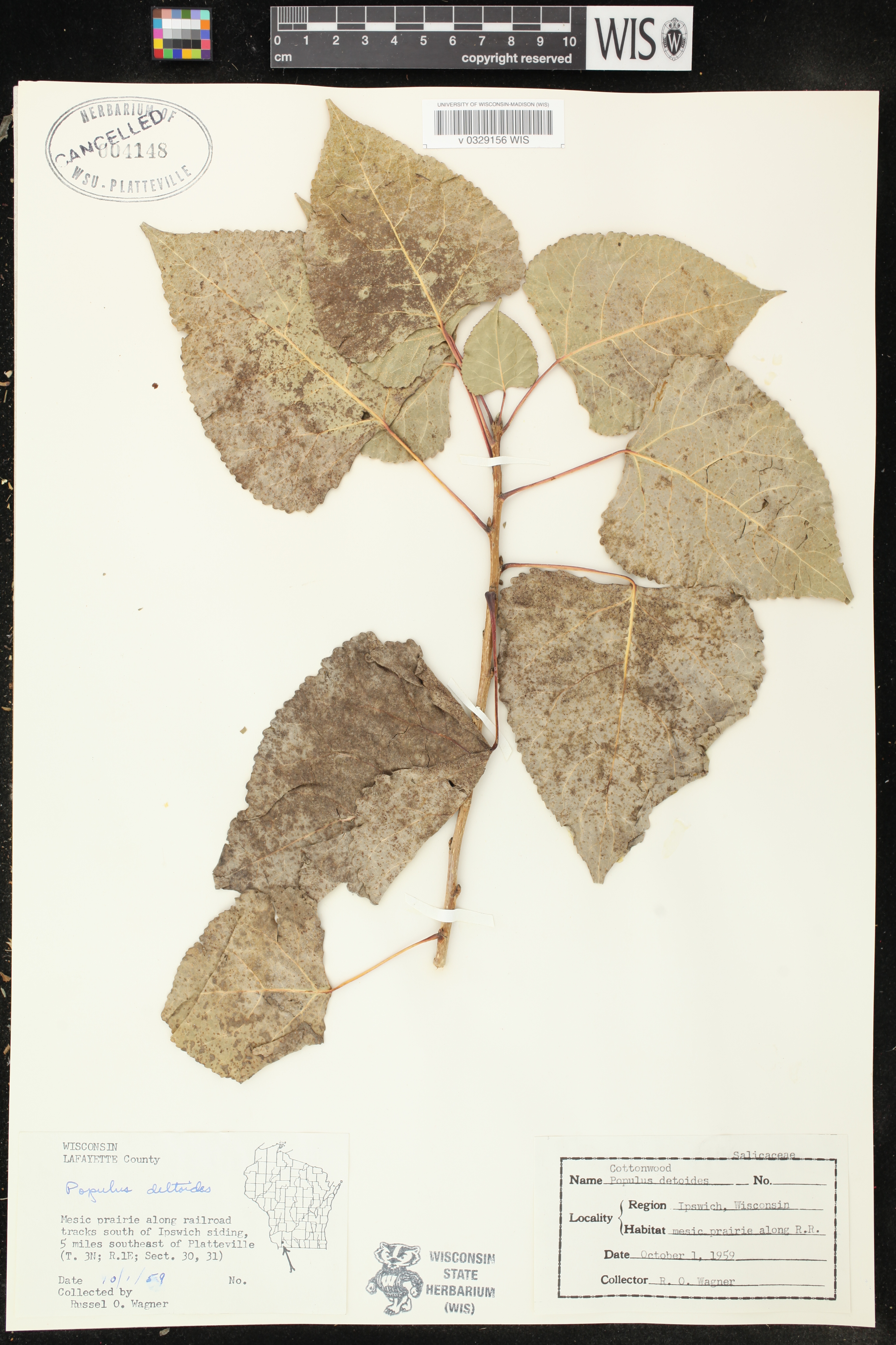 Populus deltoides image