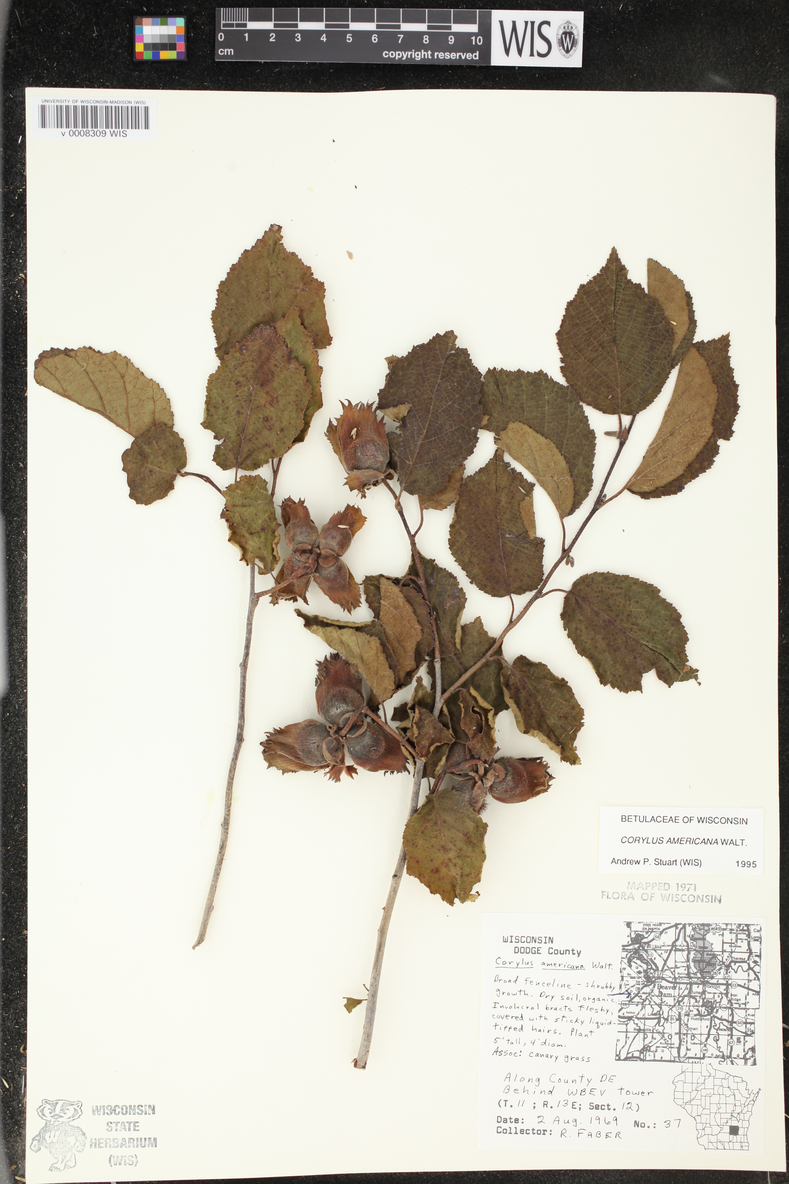 Corylus americana image