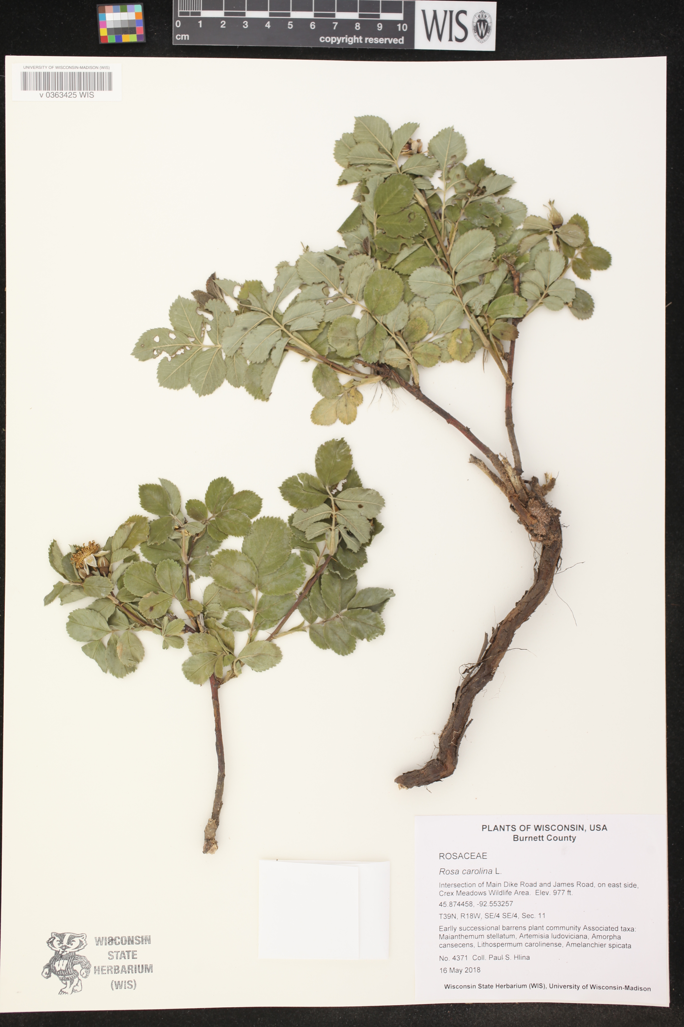 Rosa carolina image