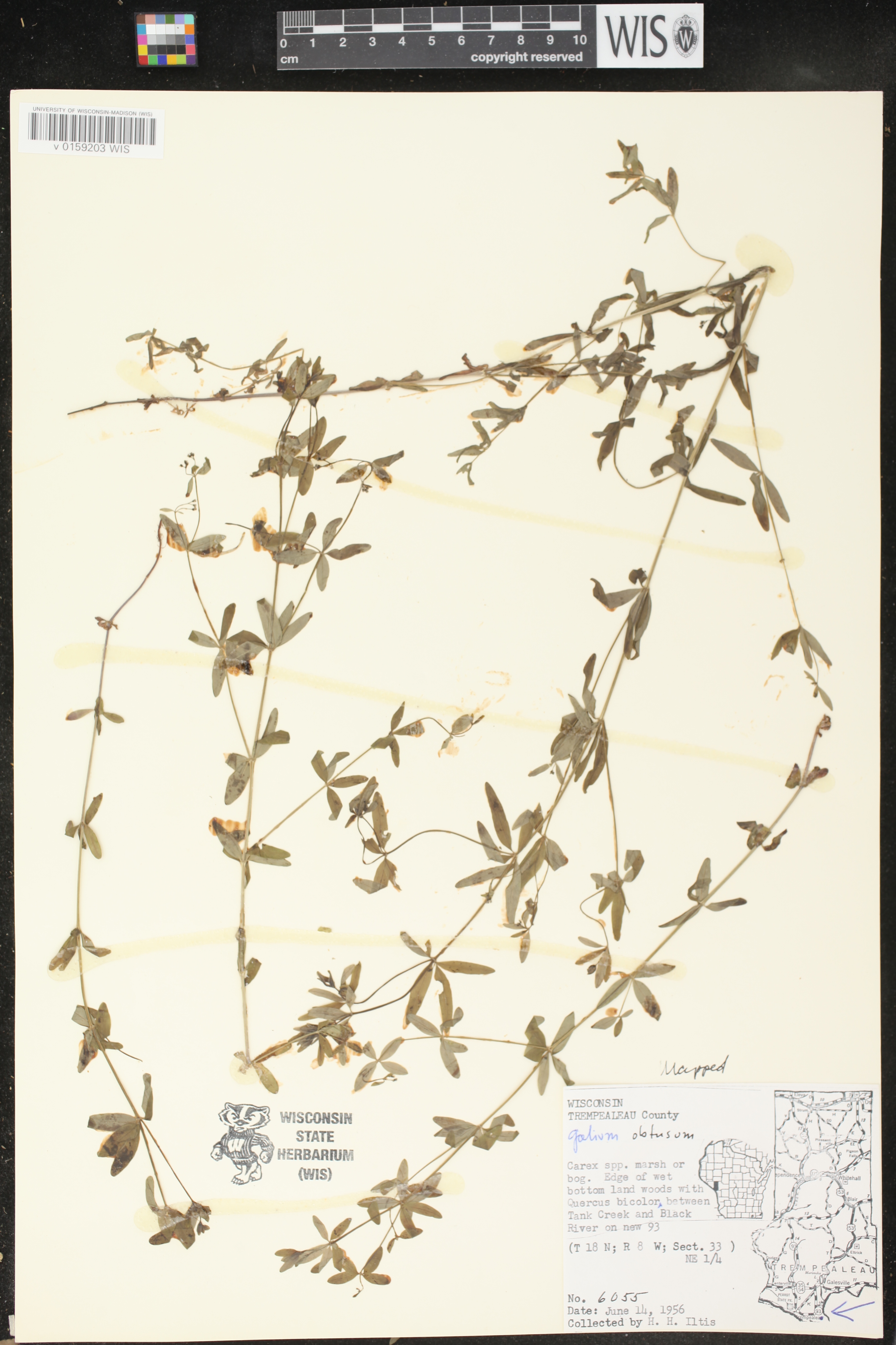 Galium obtusum subsp. obtusum image