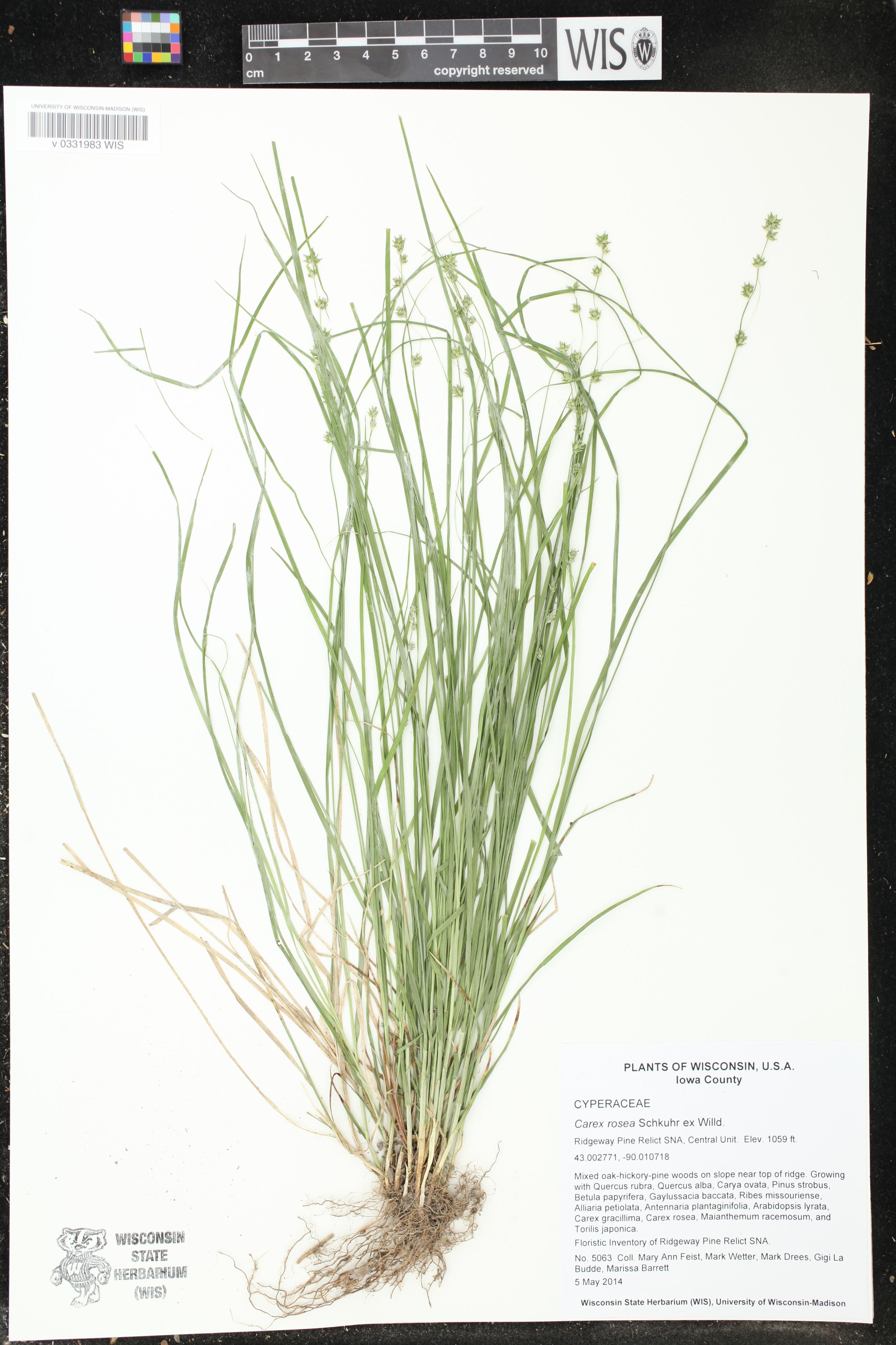 Carex rosea image