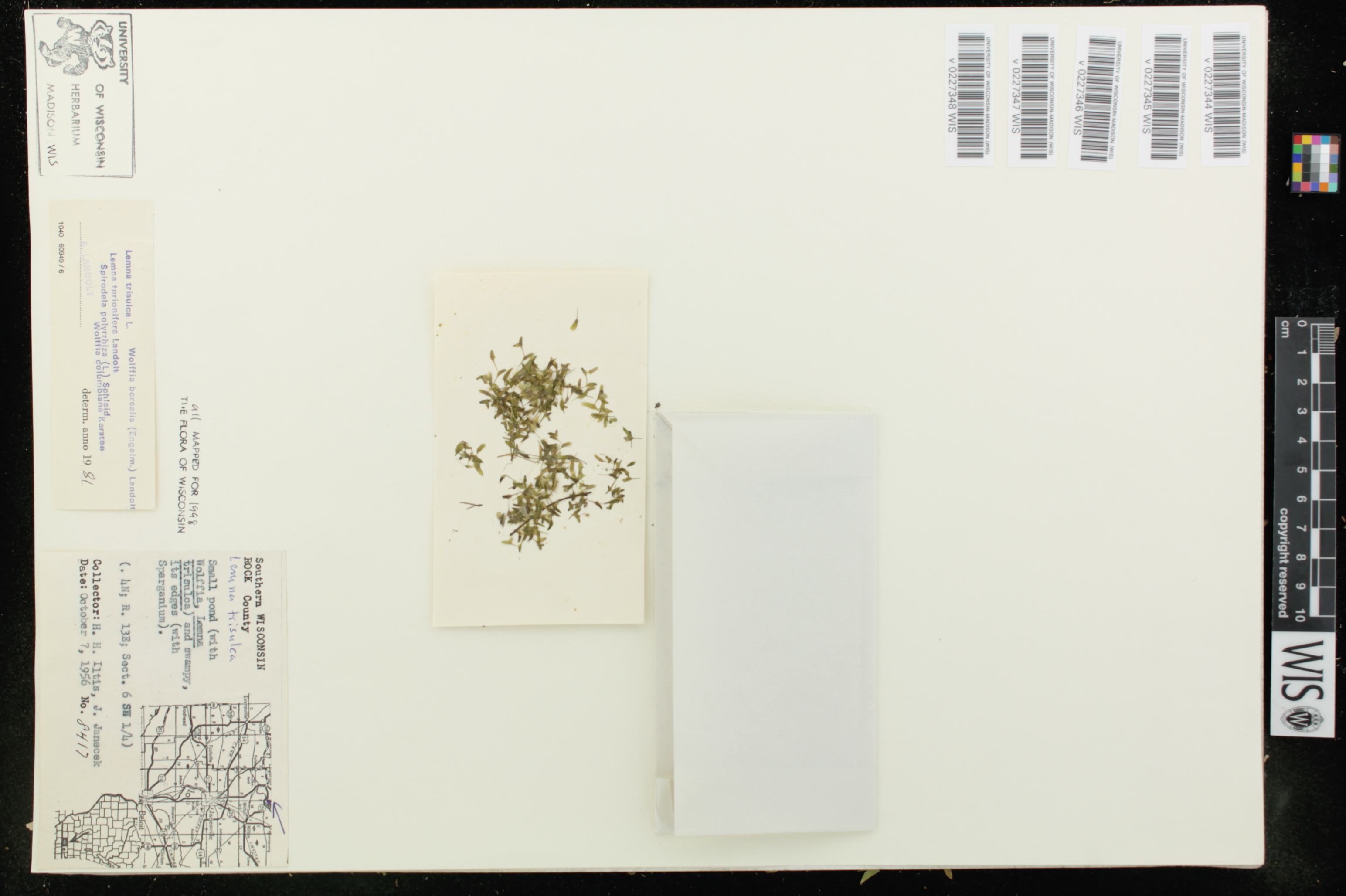 Spirodela polyrrhiza image