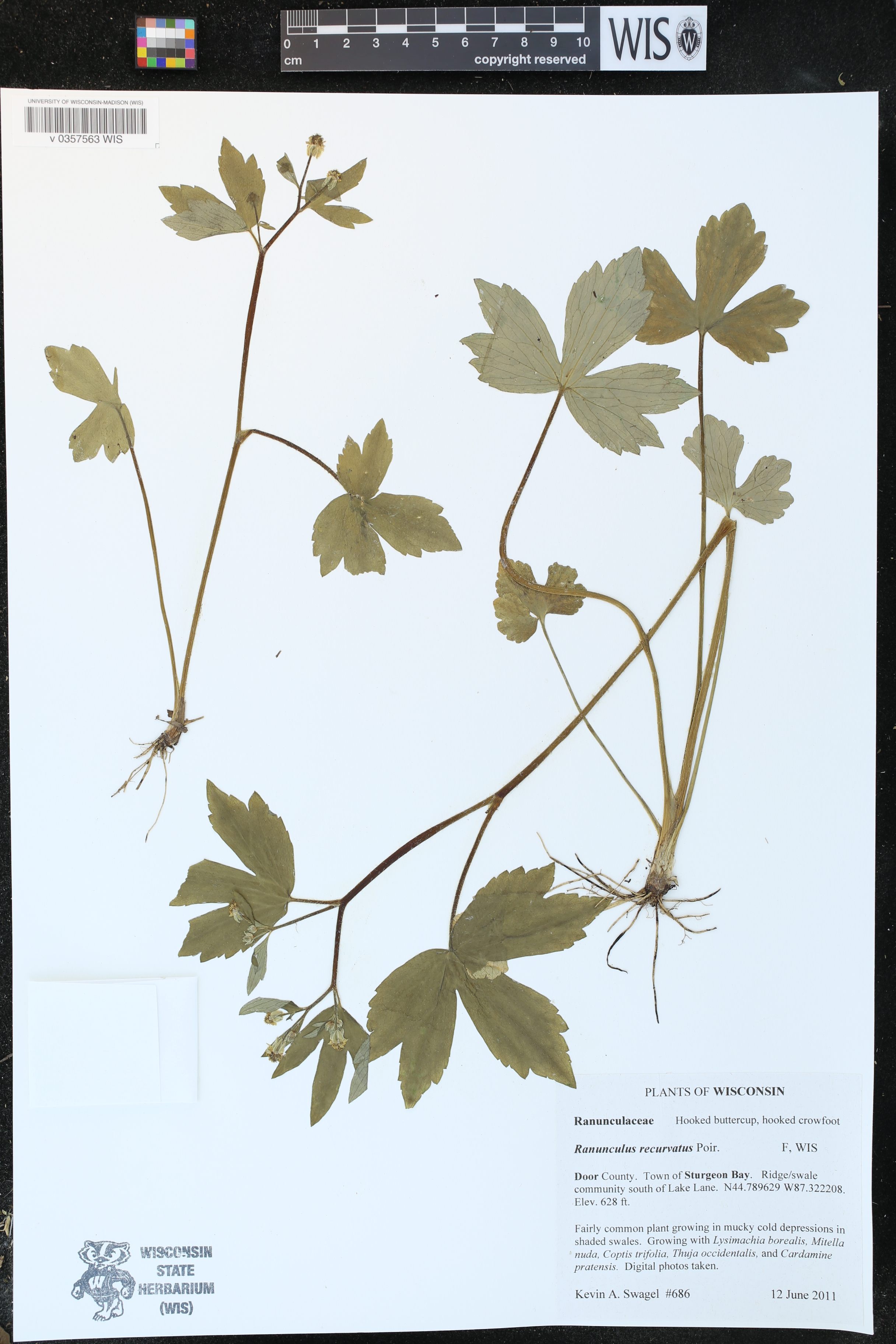 Ranunculus recurvatus image