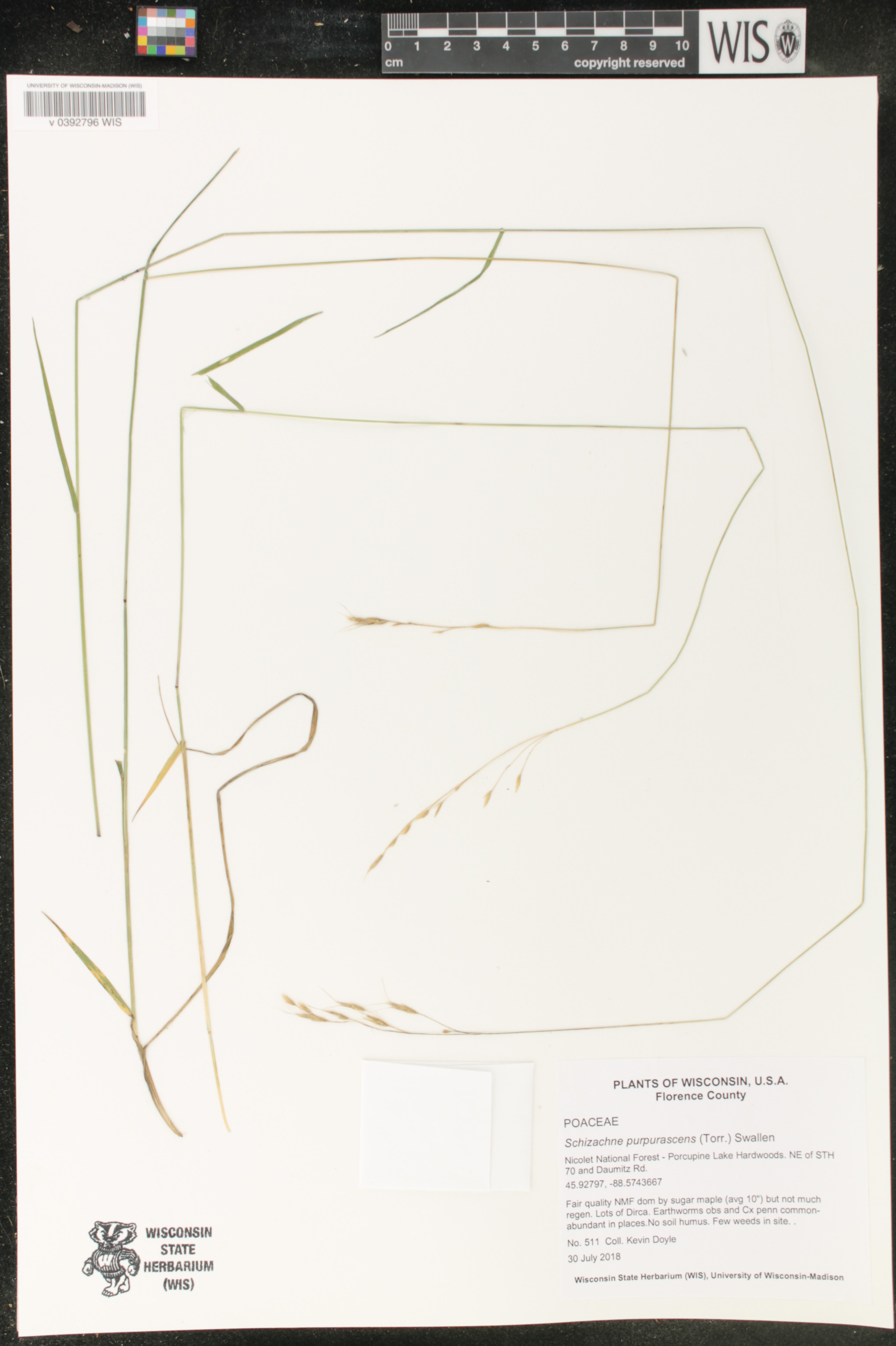 Schizachne purpurascens image