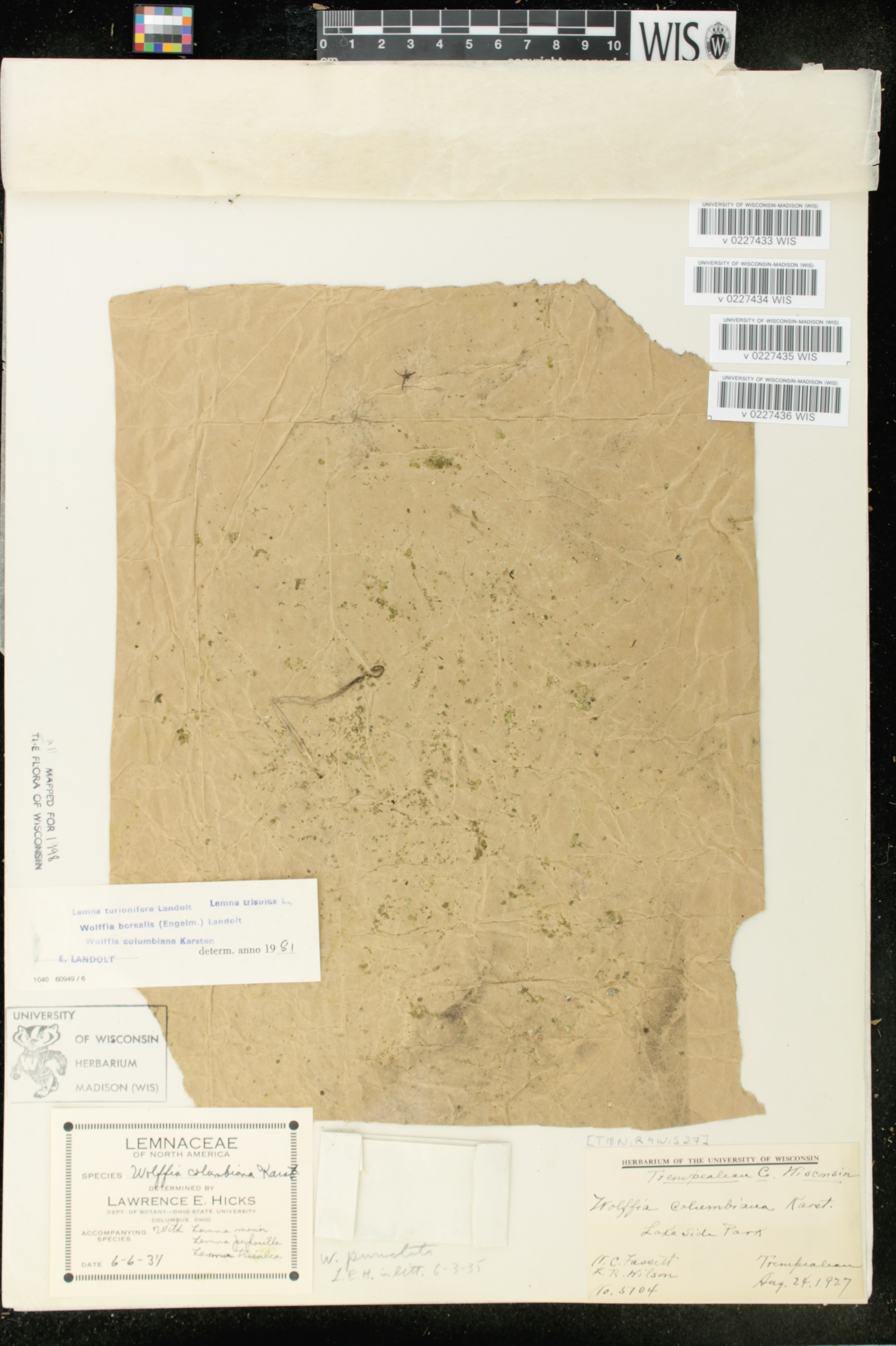 Lemna turionifera image
