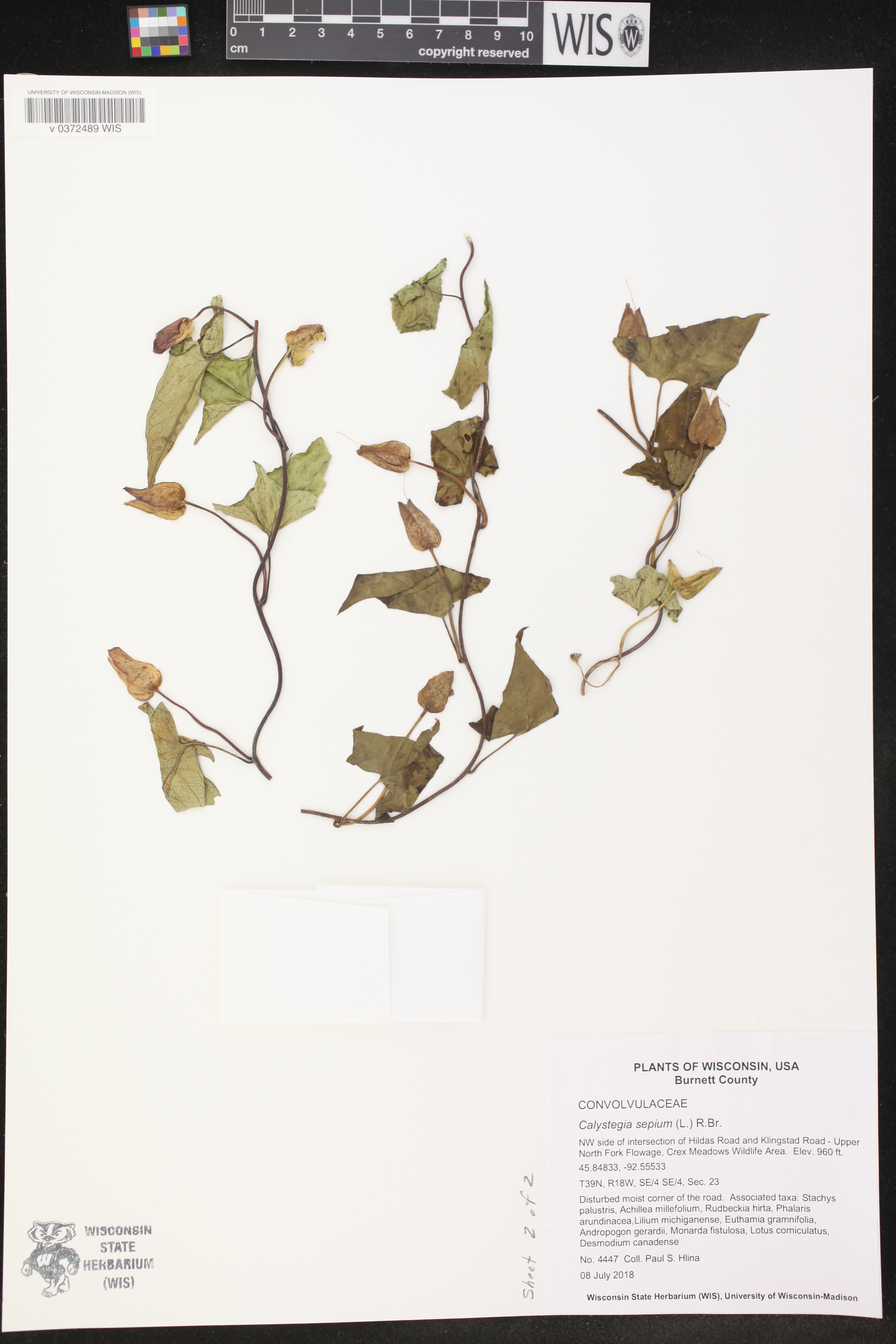 Calystegia sepium image
