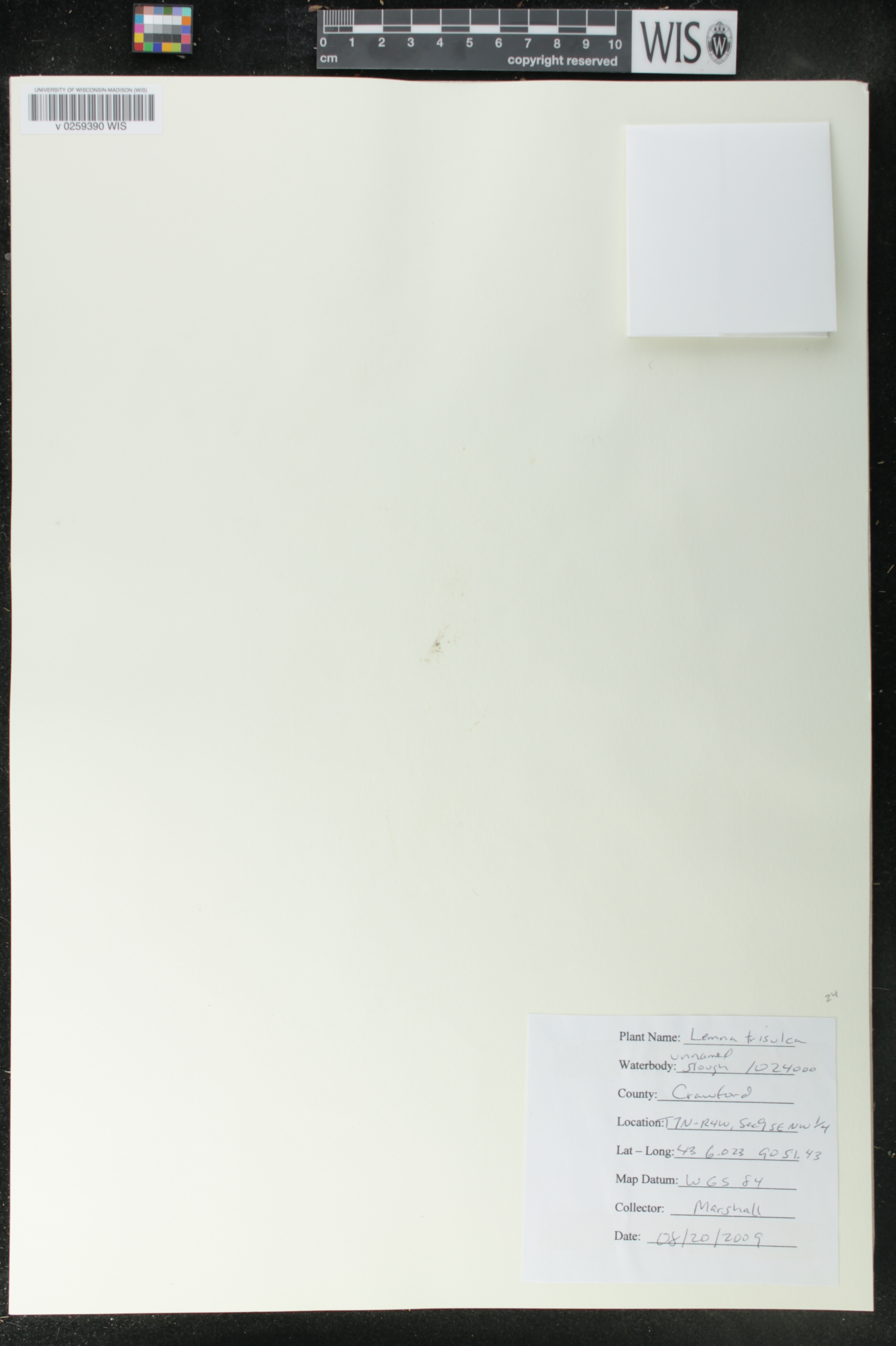 Lemna trisulca image