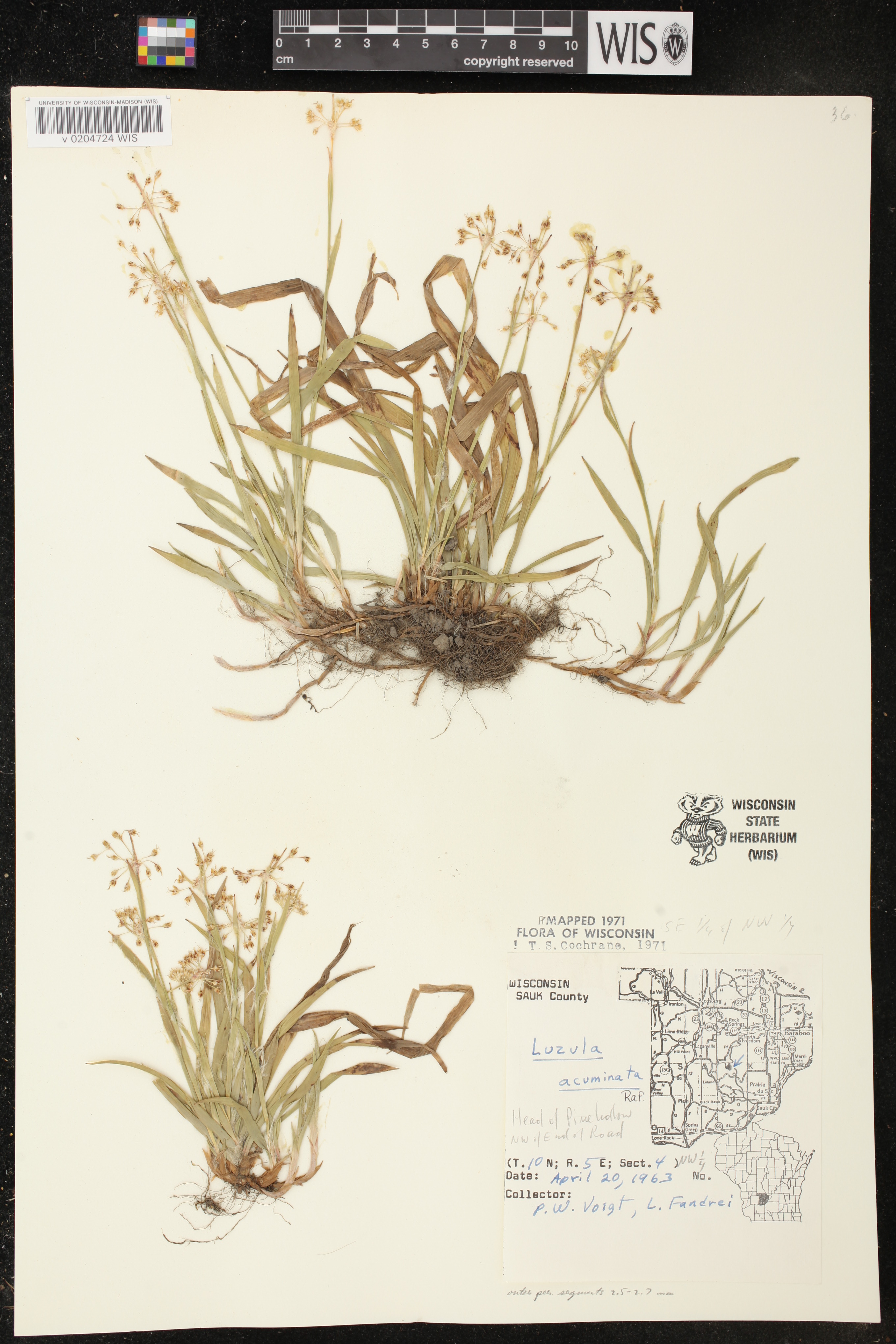 Luzula acuminata image