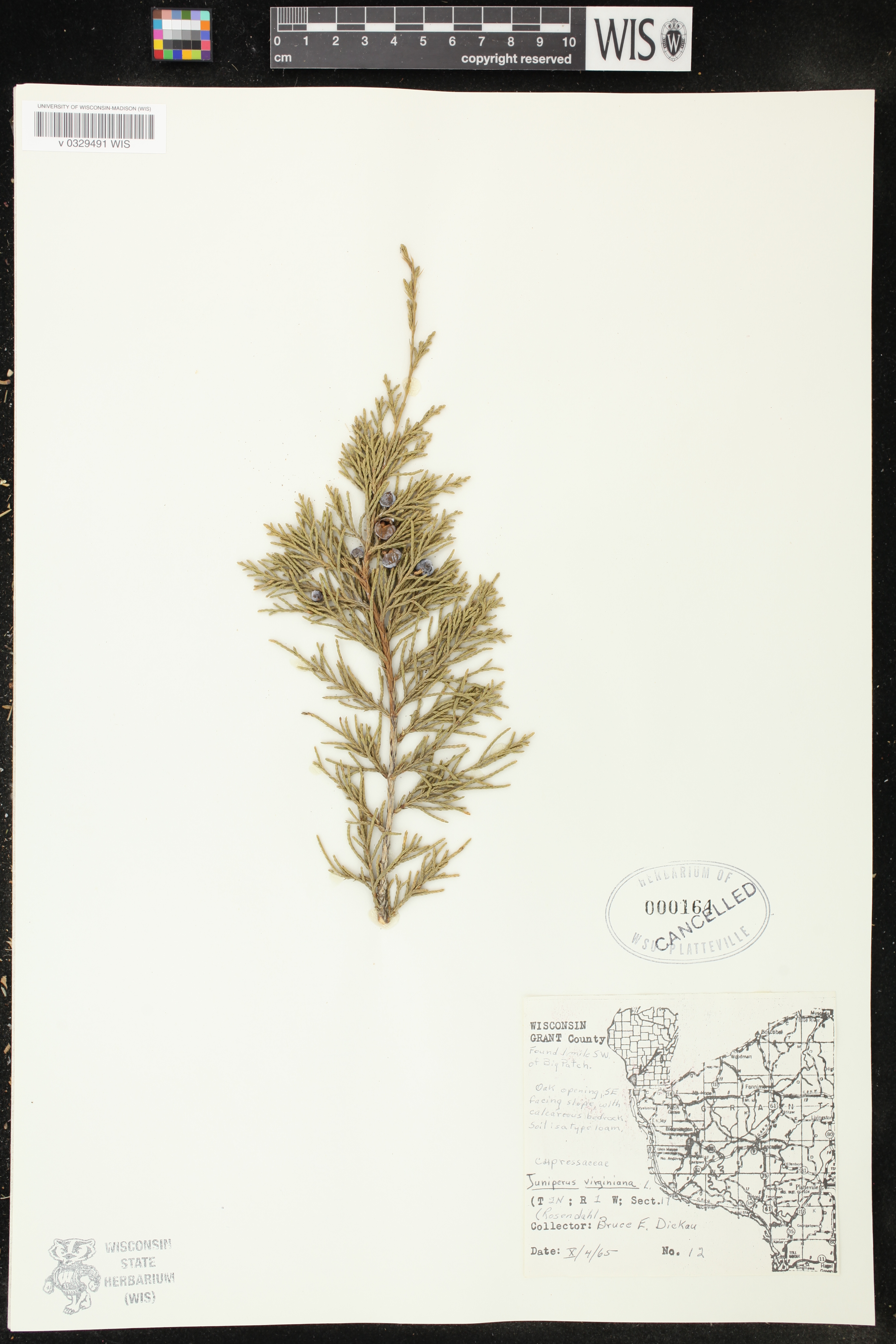 Juniperus virginiana image