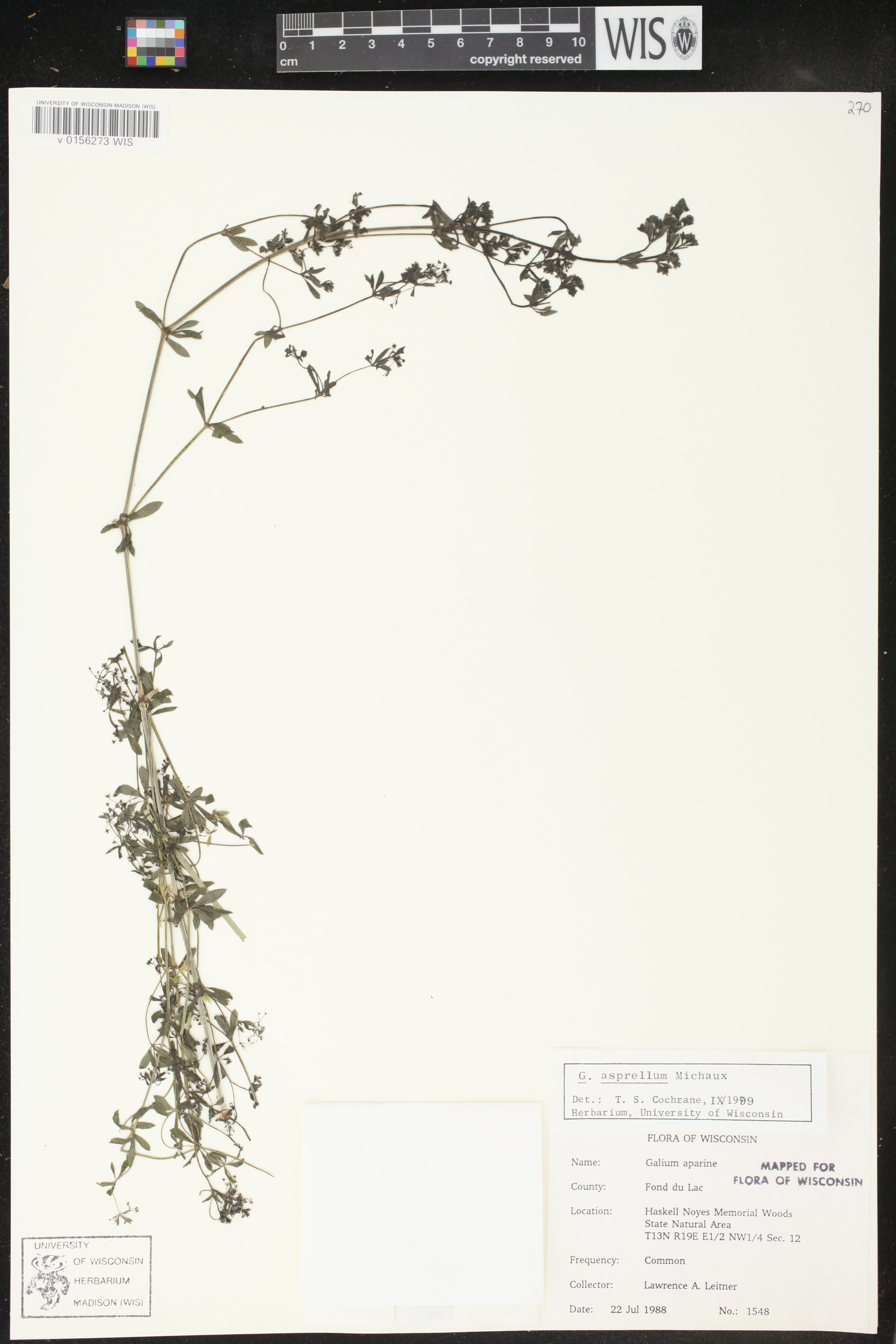 Galium asprellum image
