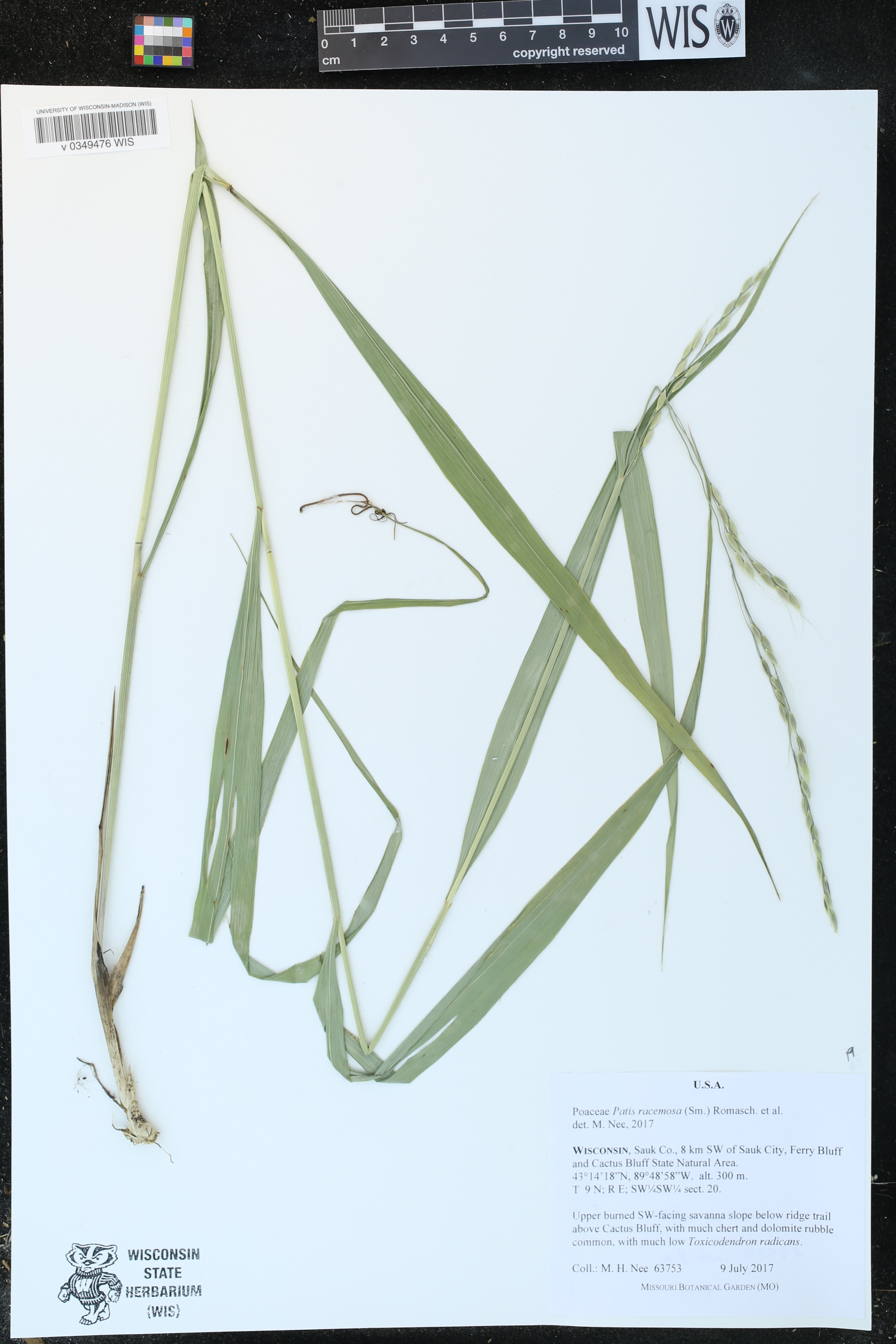 Patis racemosa image