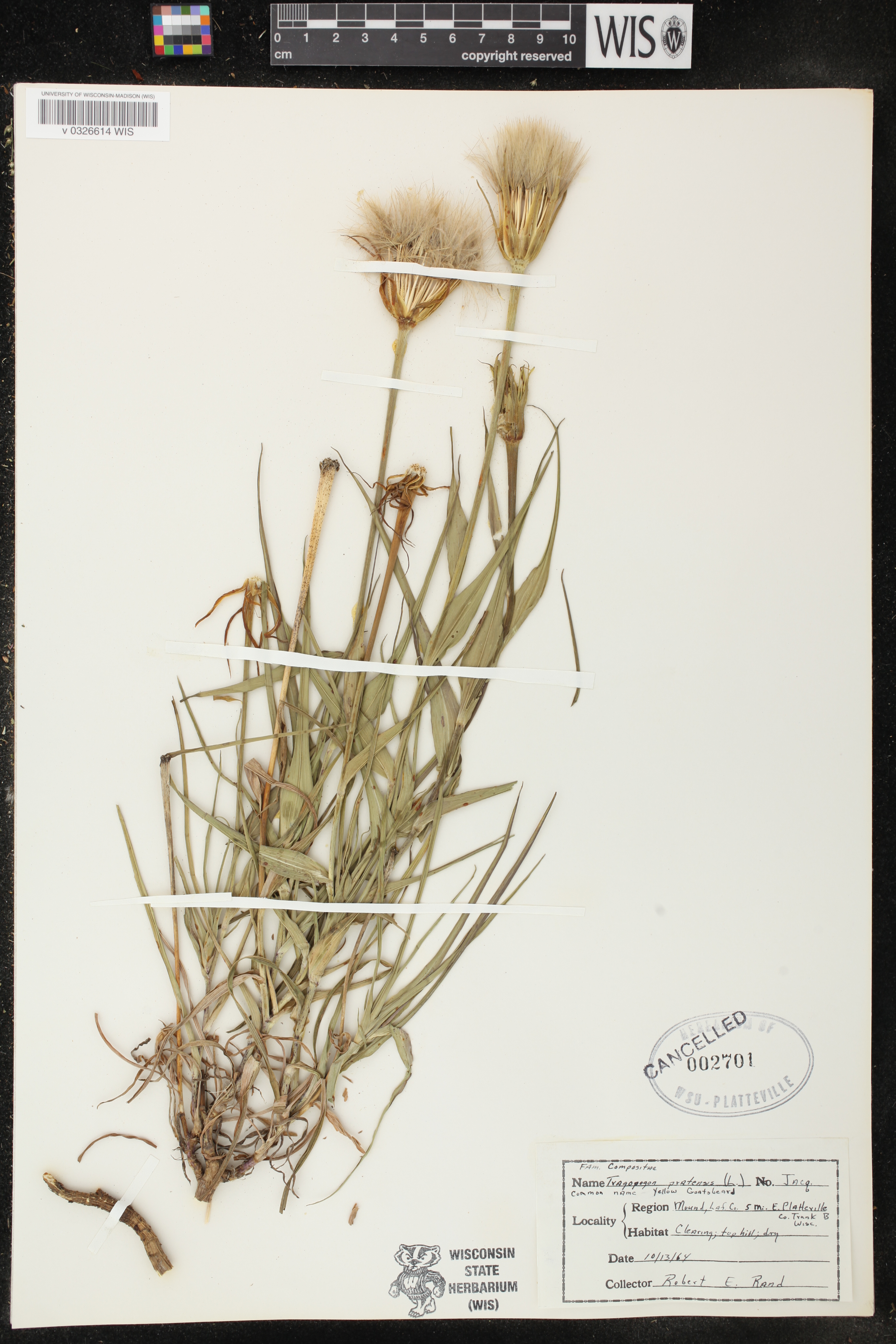 Tragopogon pratensis image