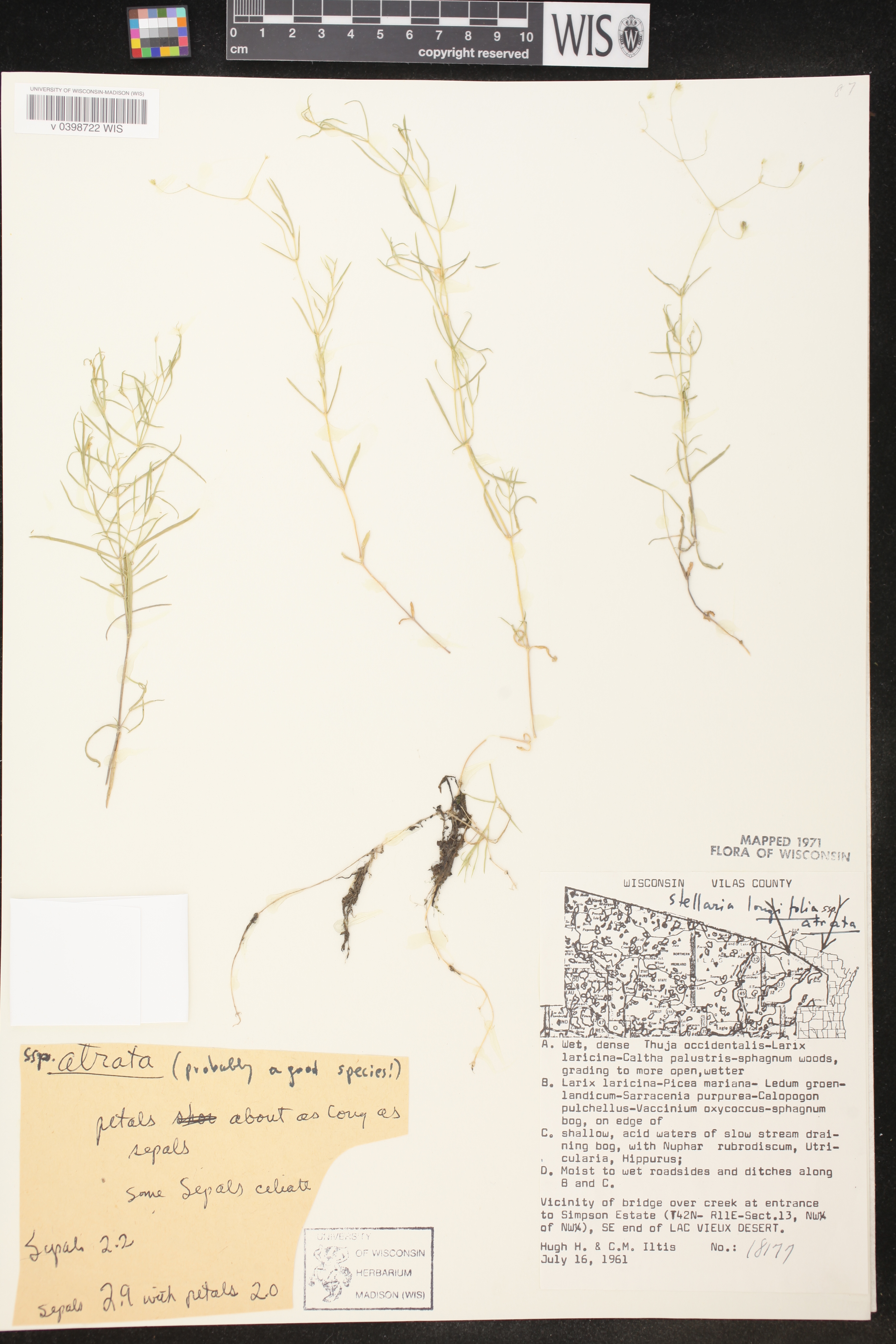 Stellaria longifolia image