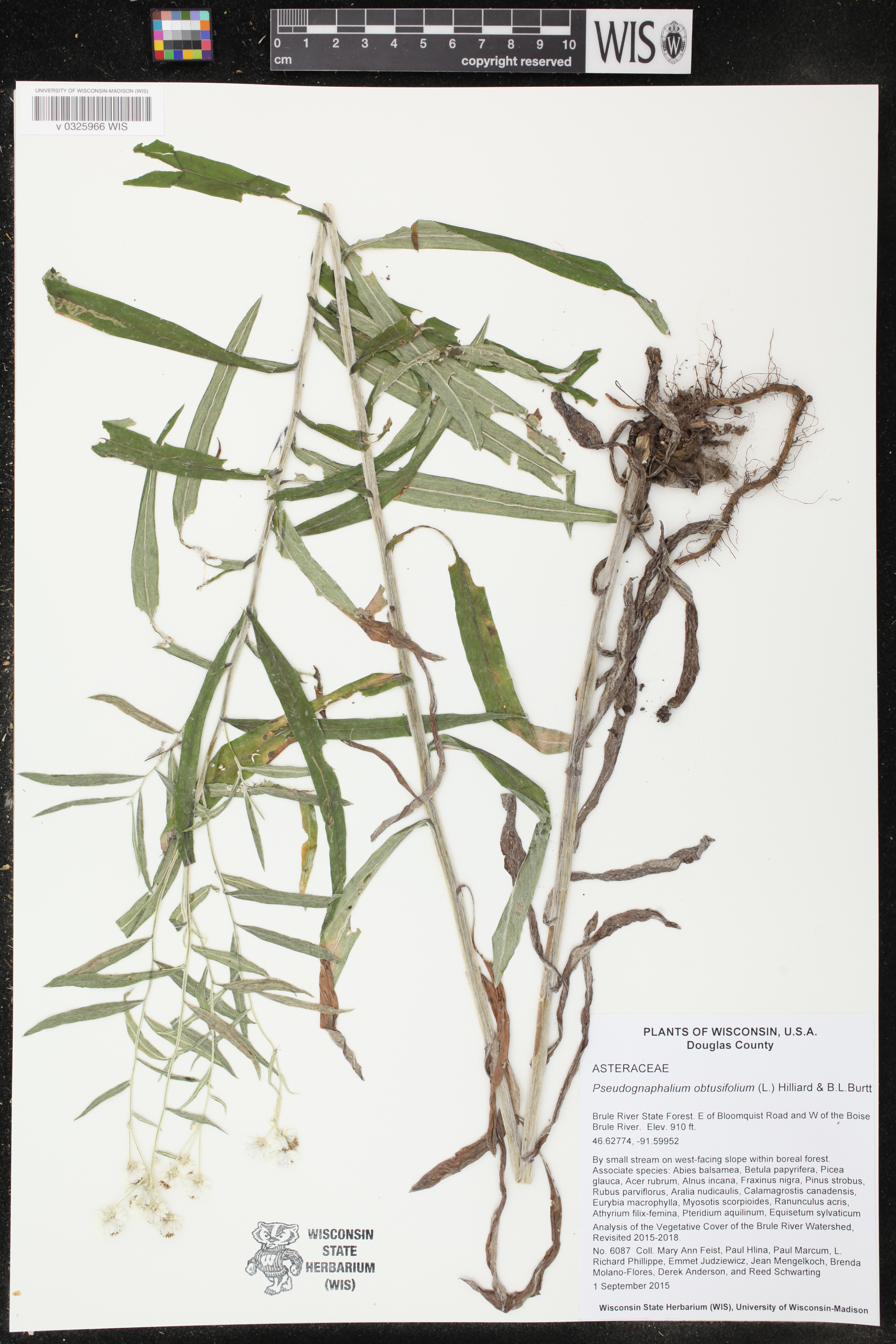 Pseudognaphalium obtusifolium image