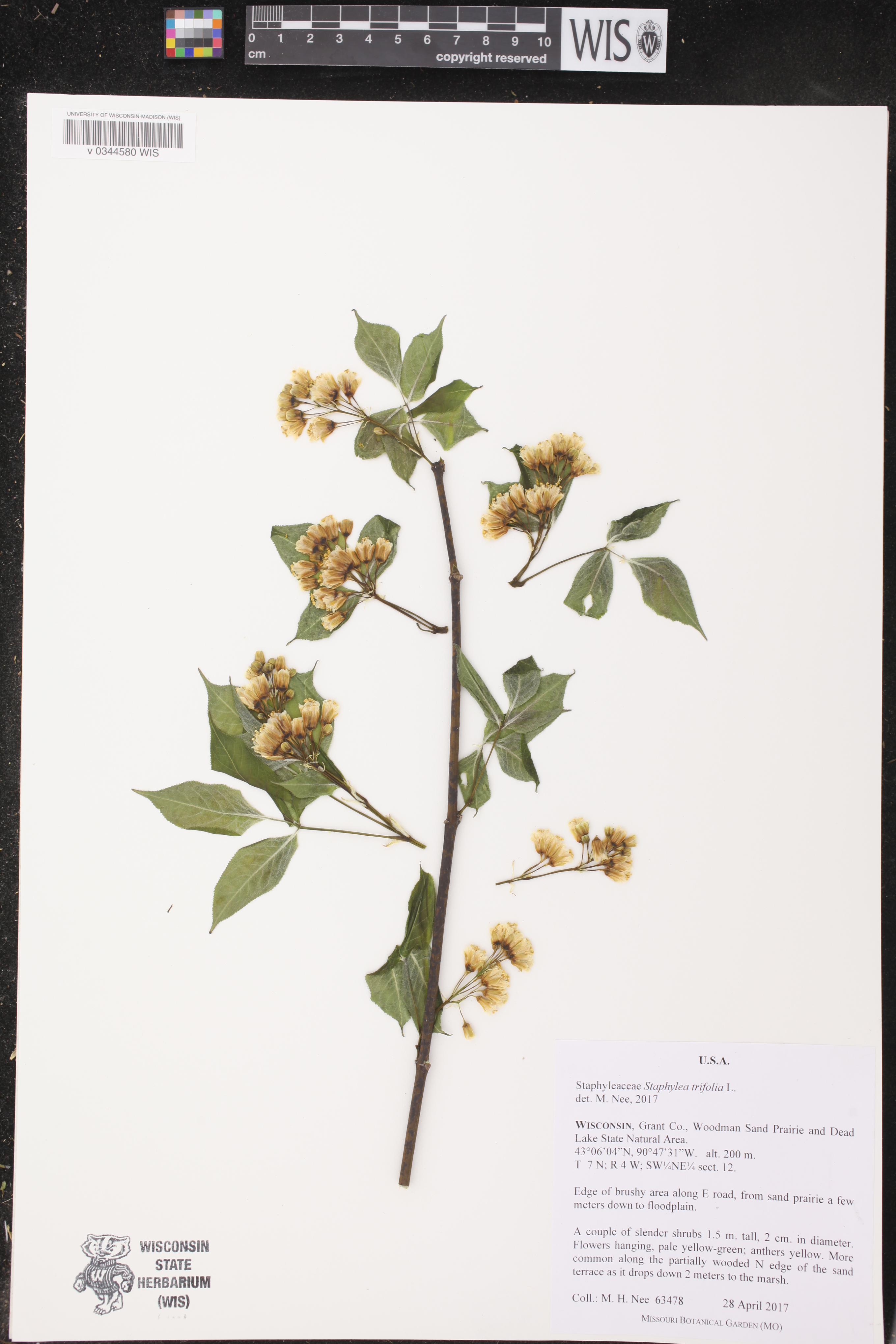 Staphylea trifolia image