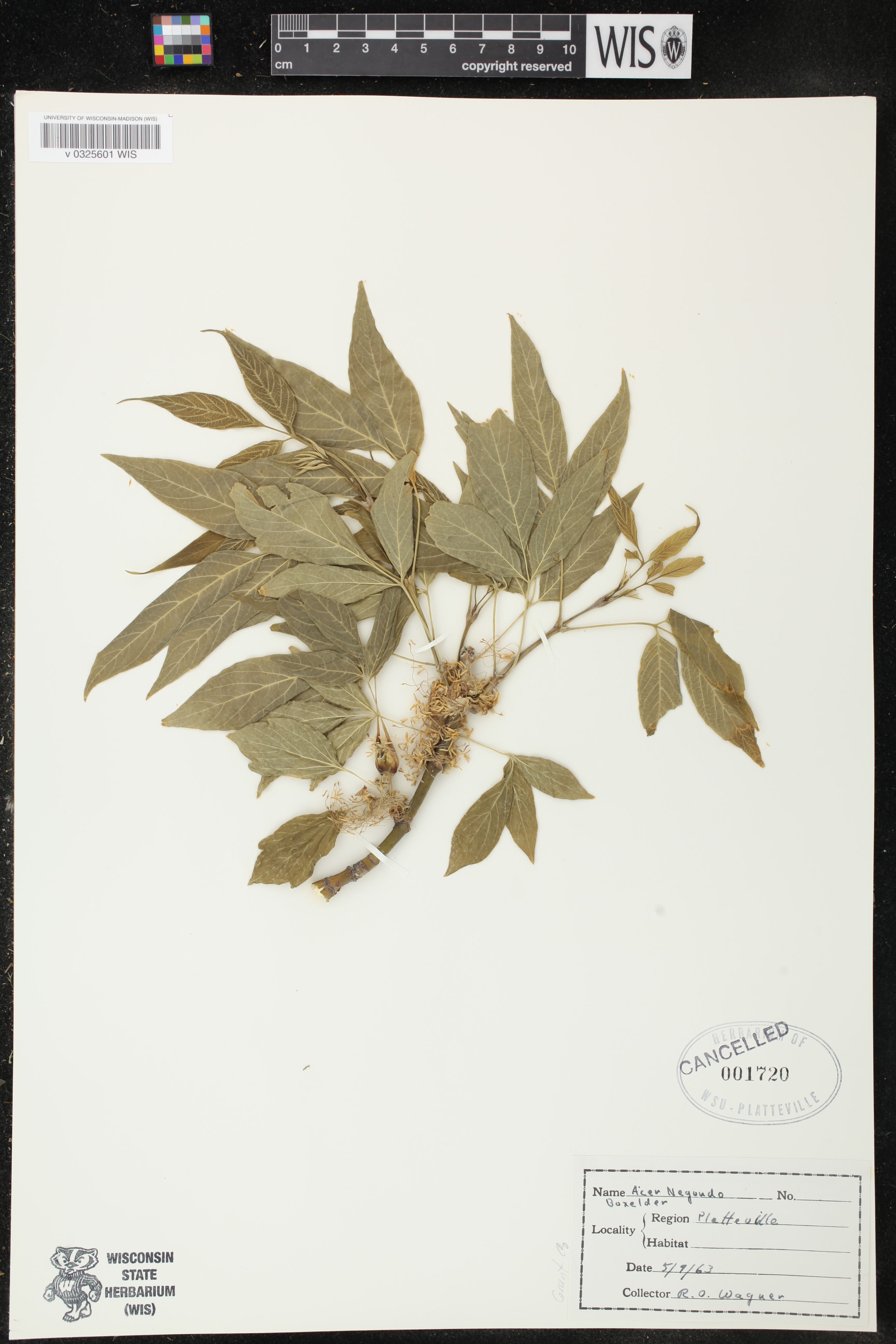 Acer negundo image