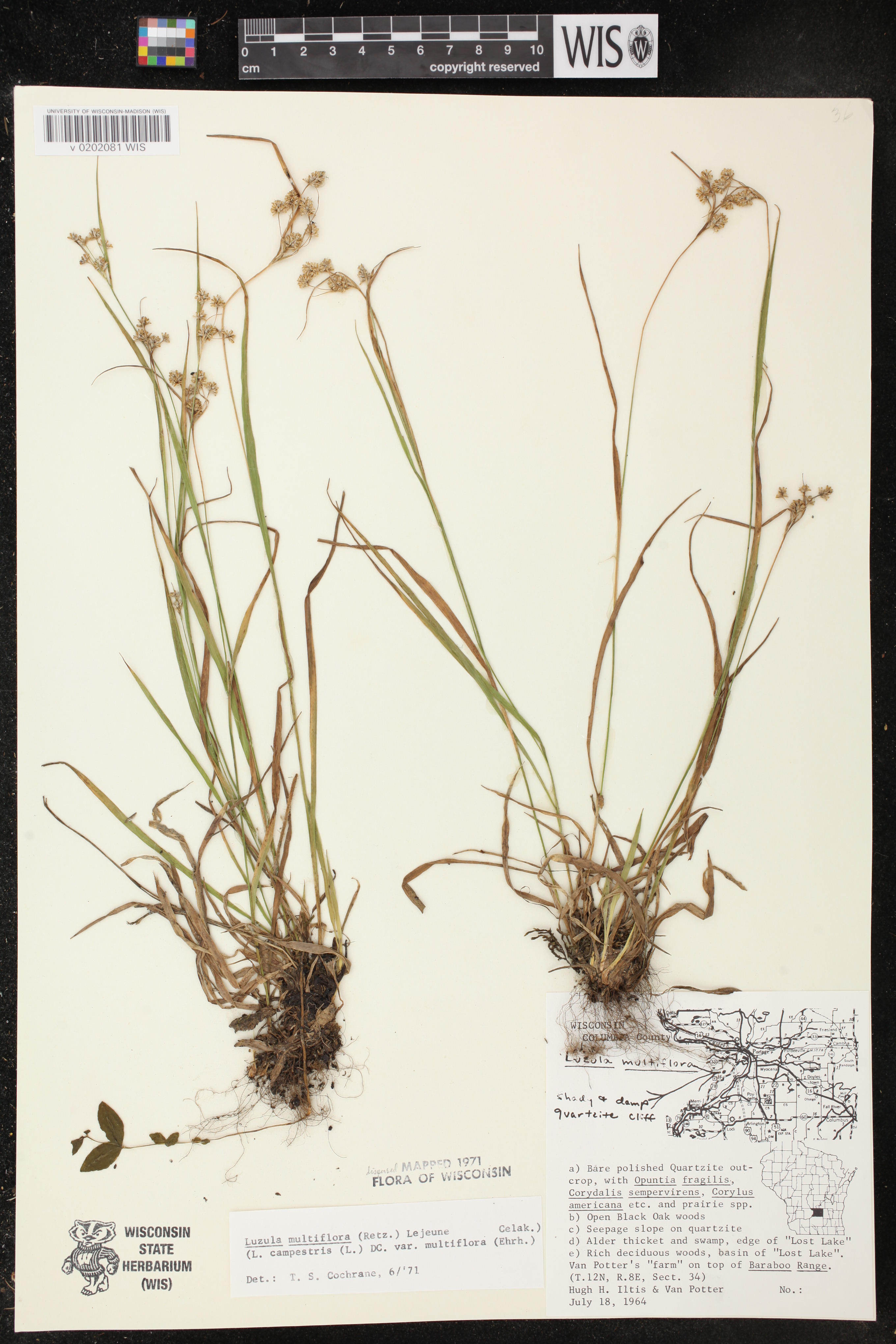 Luzula multiflora subsp. multiflora image