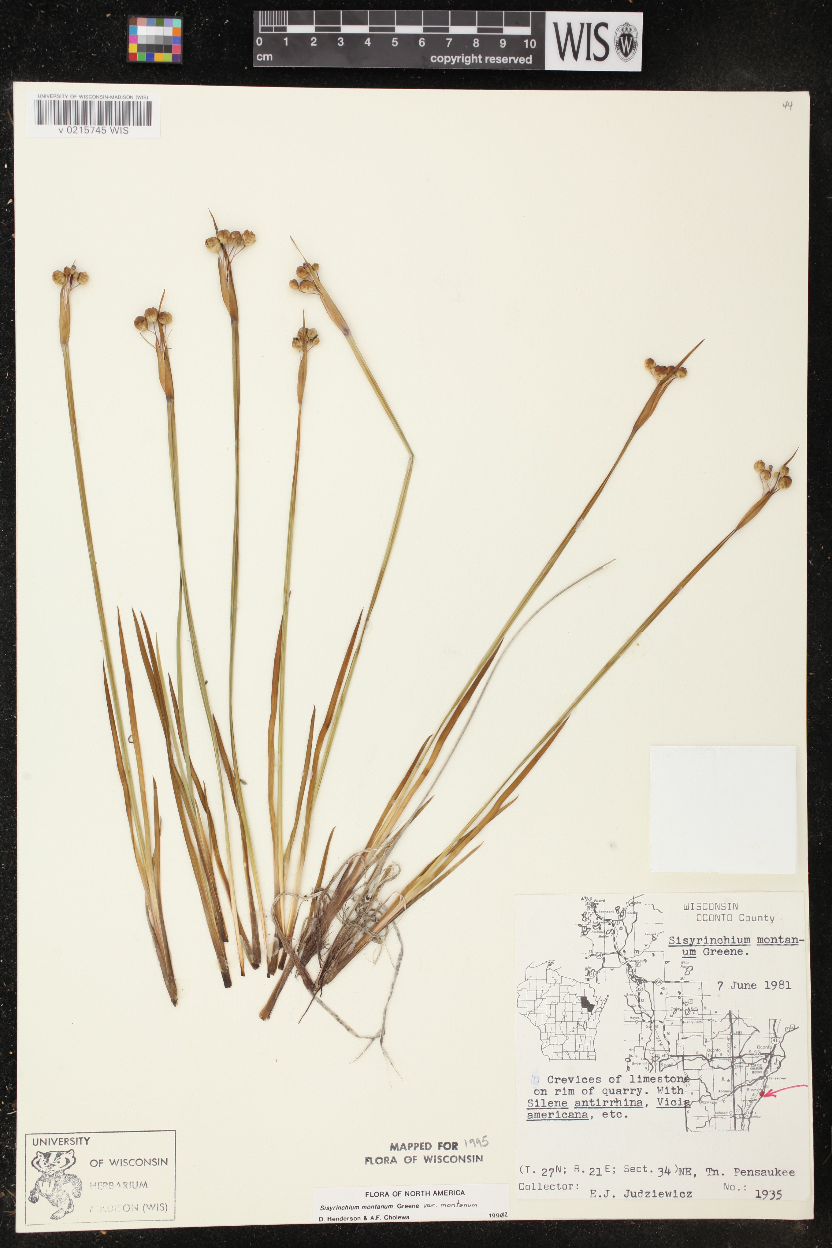 Sisyrinchium montanum image