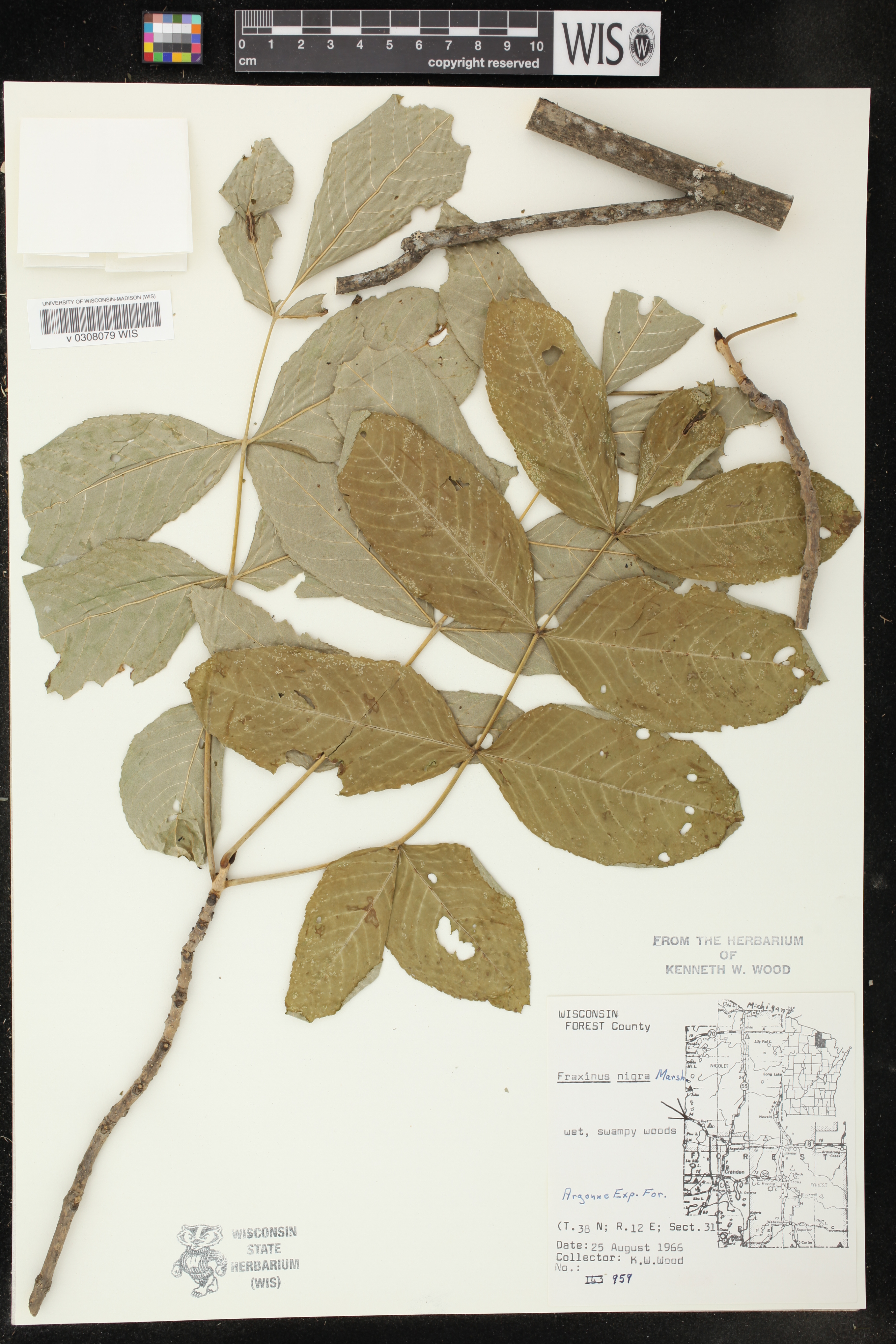 Fraxinus nigra image