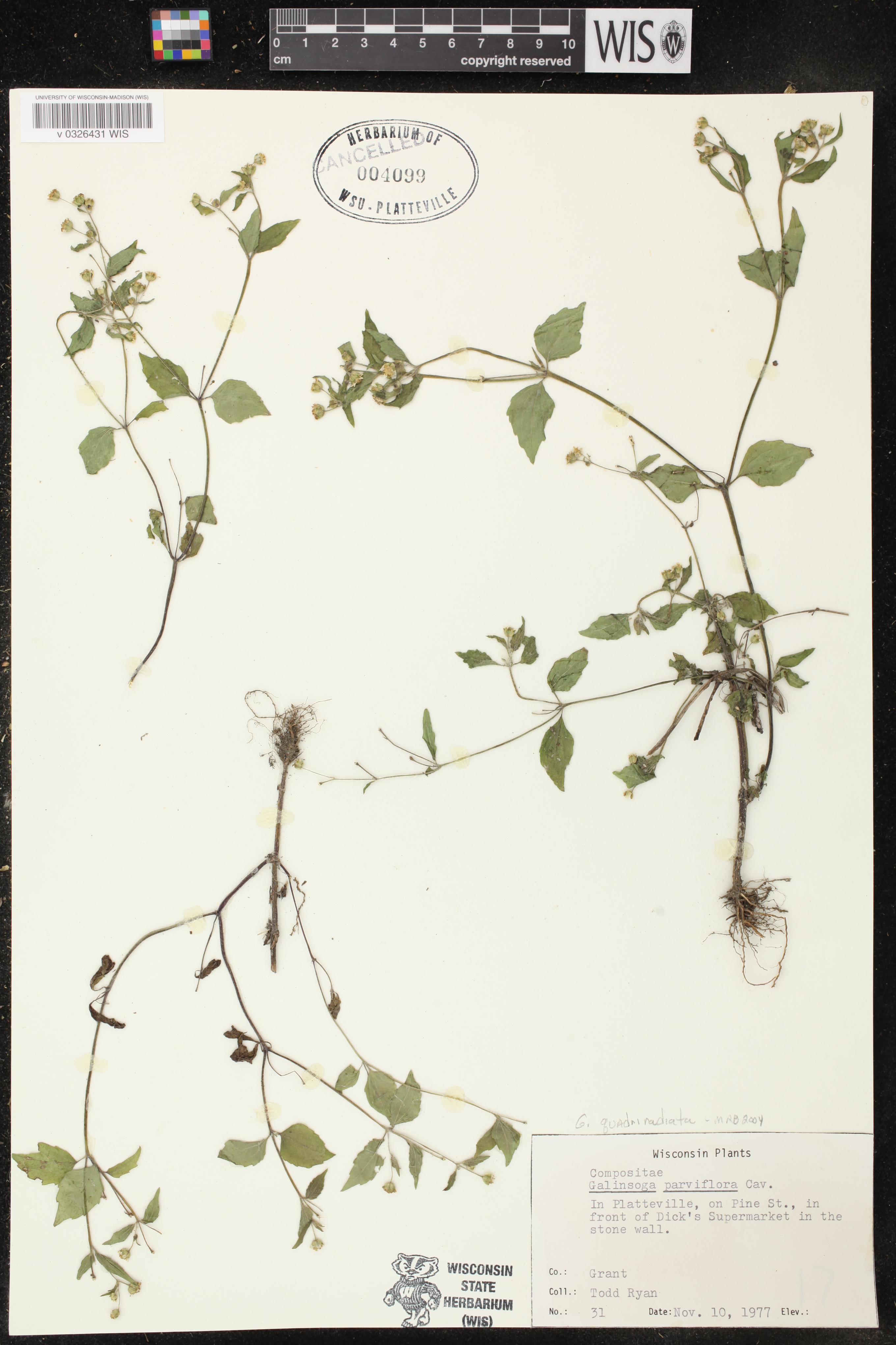 Galinsoga quadriradiata image