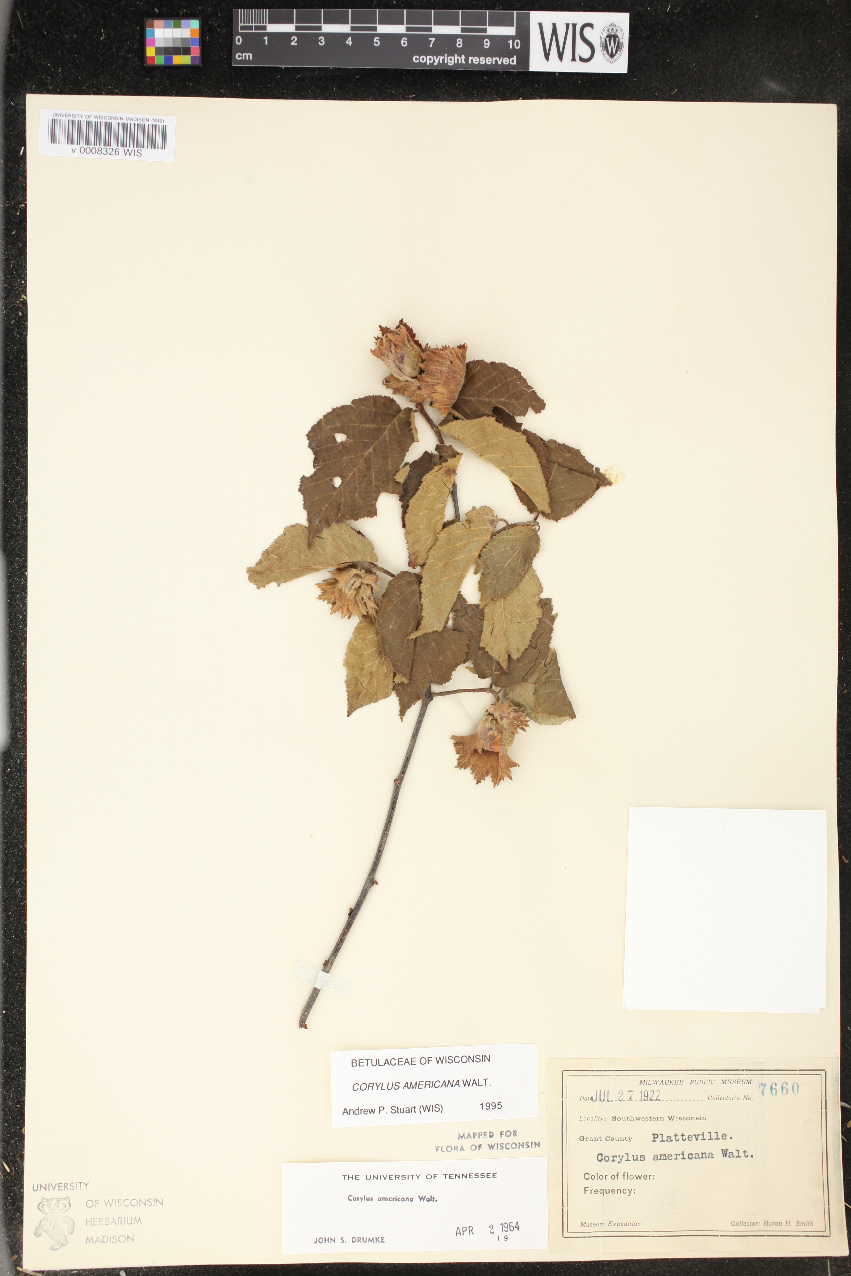 Corylus americana image