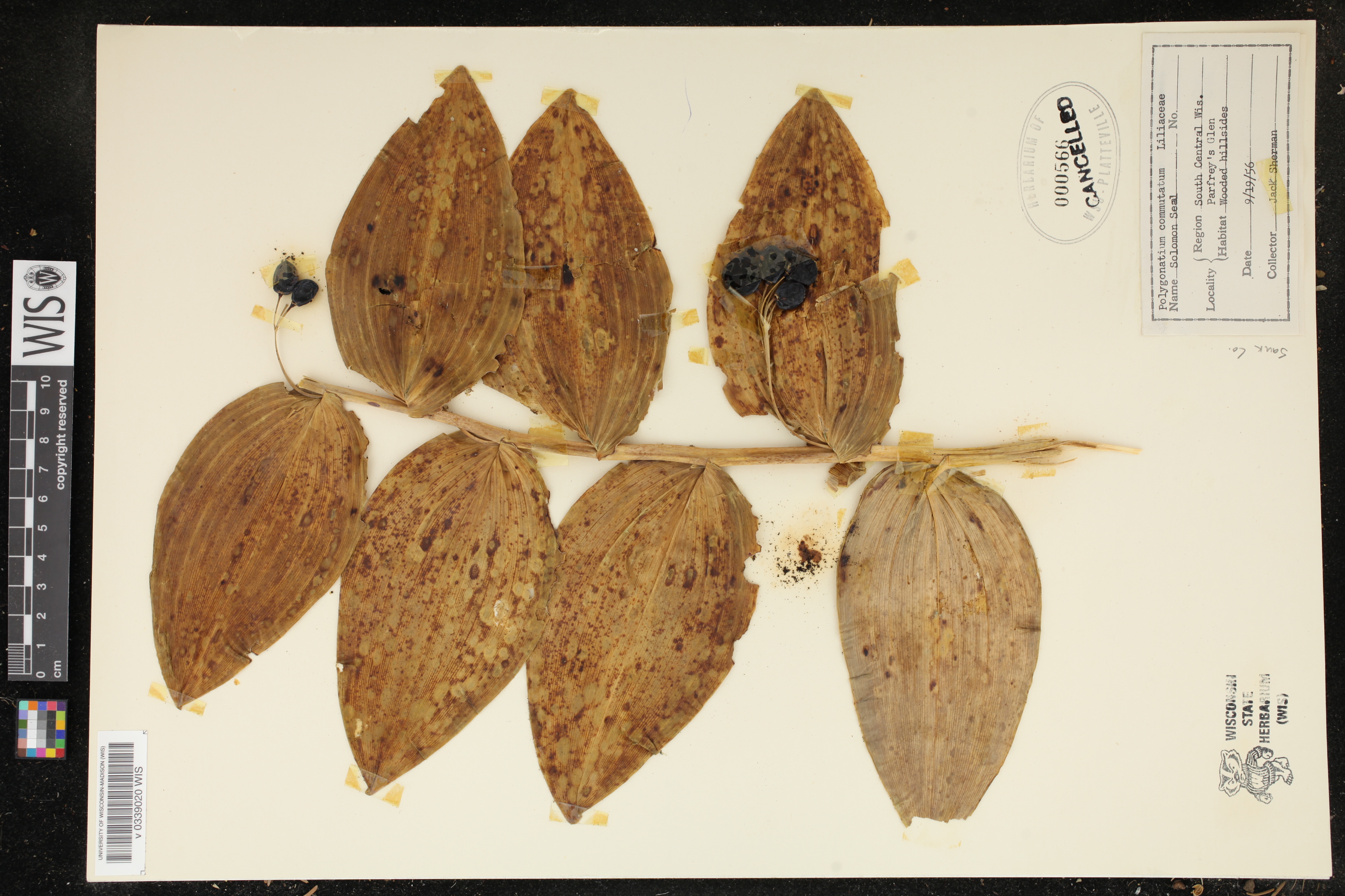 Polygonatum biflorum image