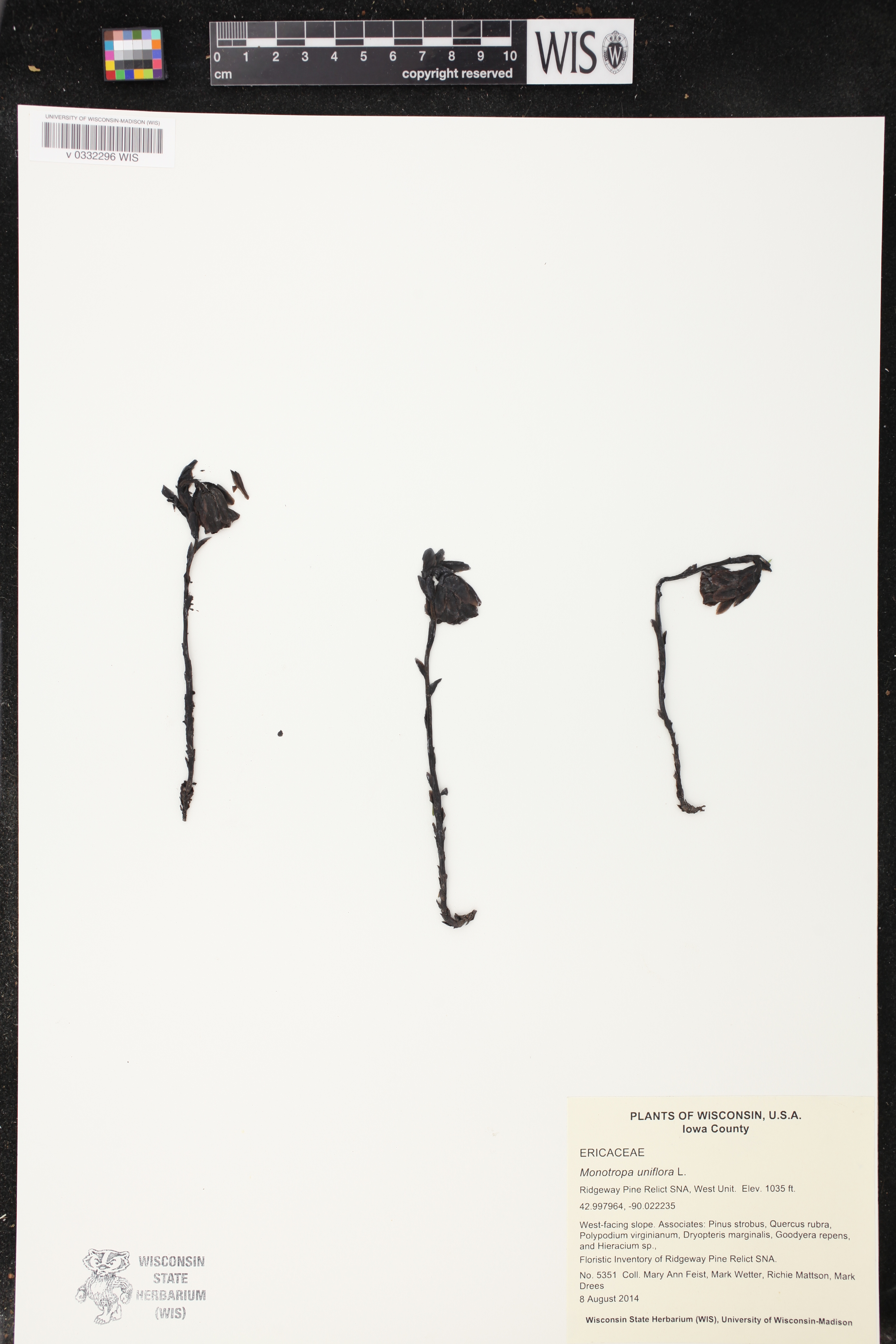 Monotropa uniflora image