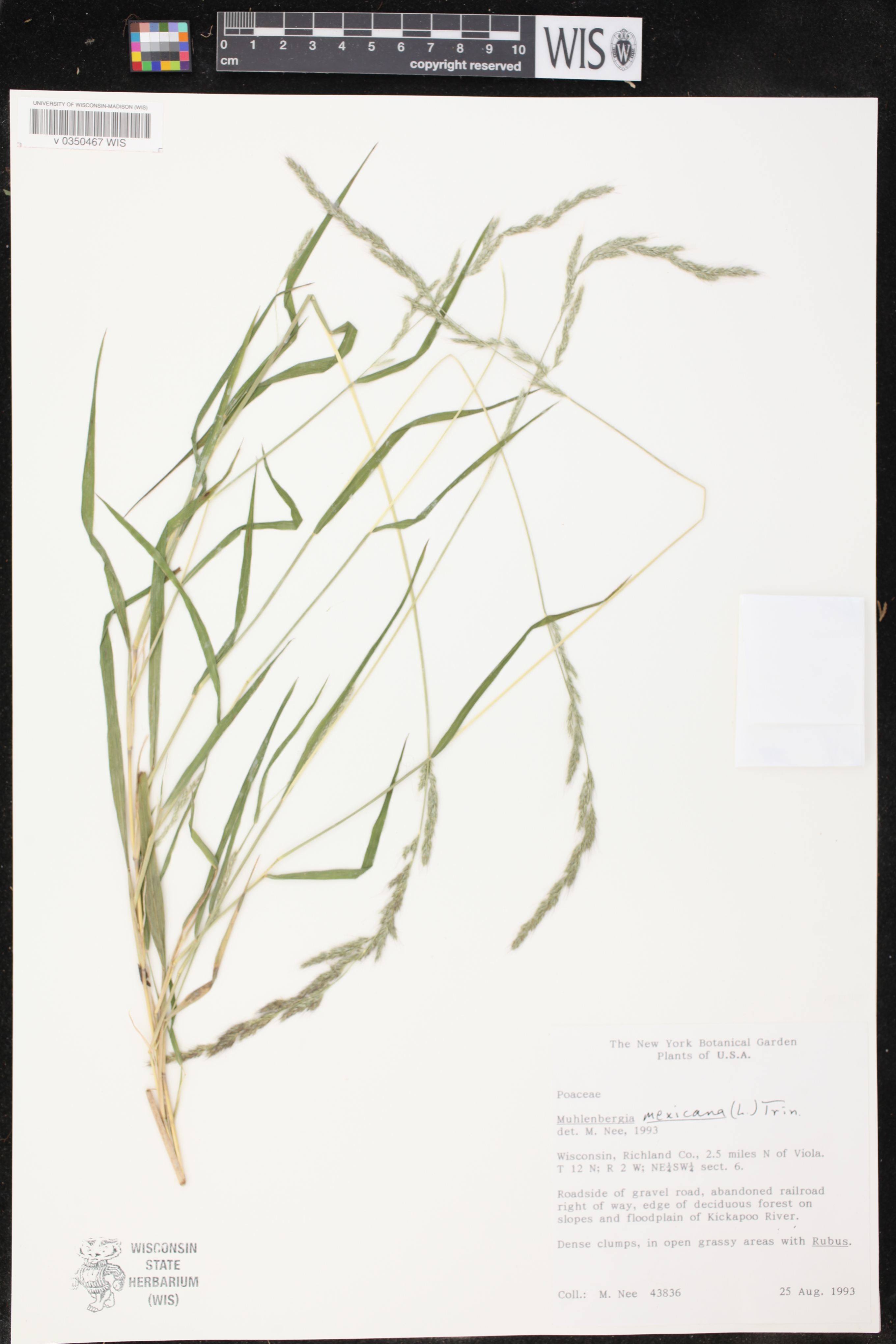 Muhlenbergia mexicana image
