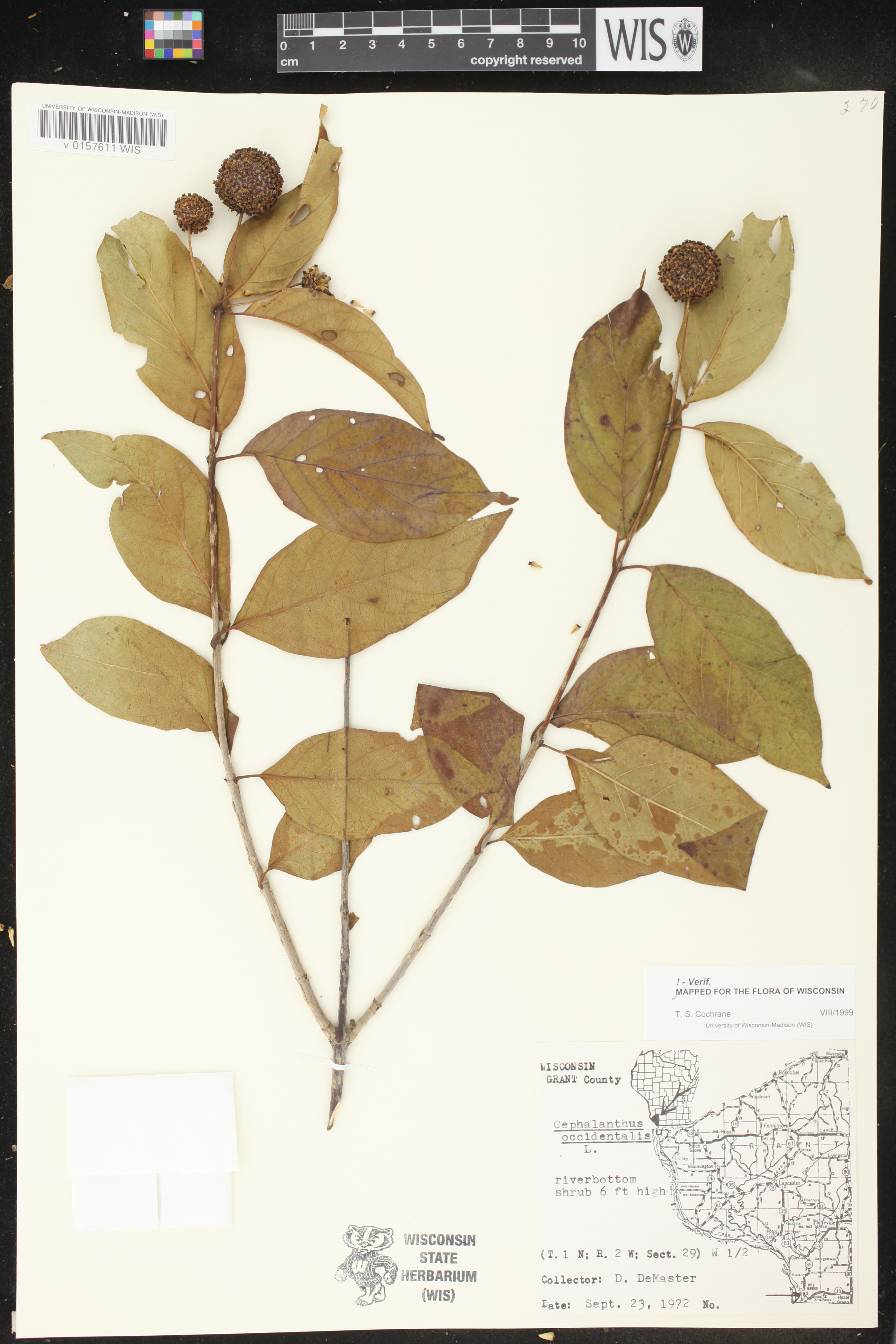 Cephalanthus occidentalis image