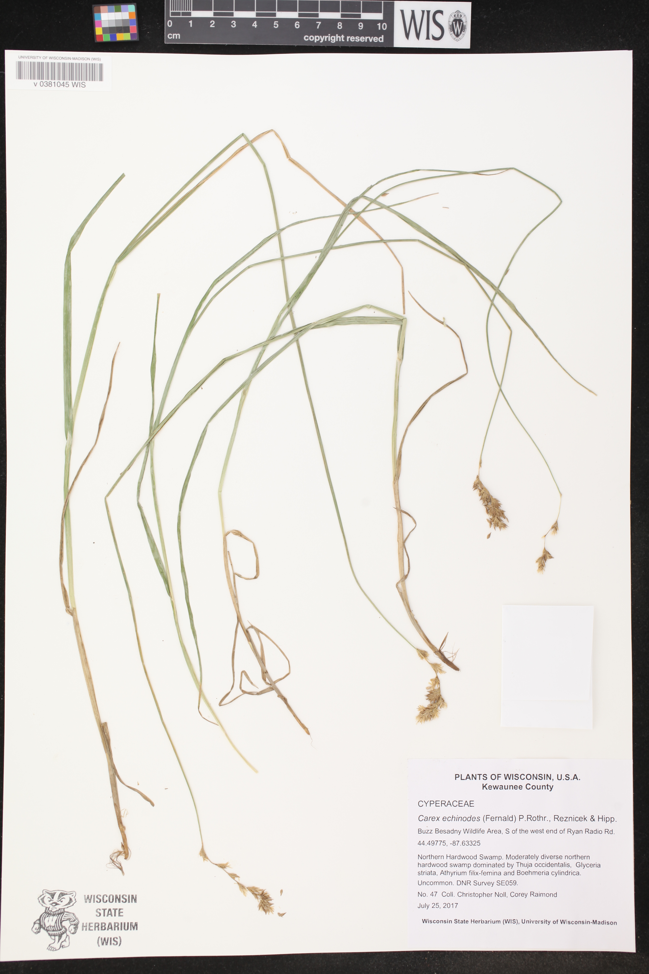 Carex echinodes image