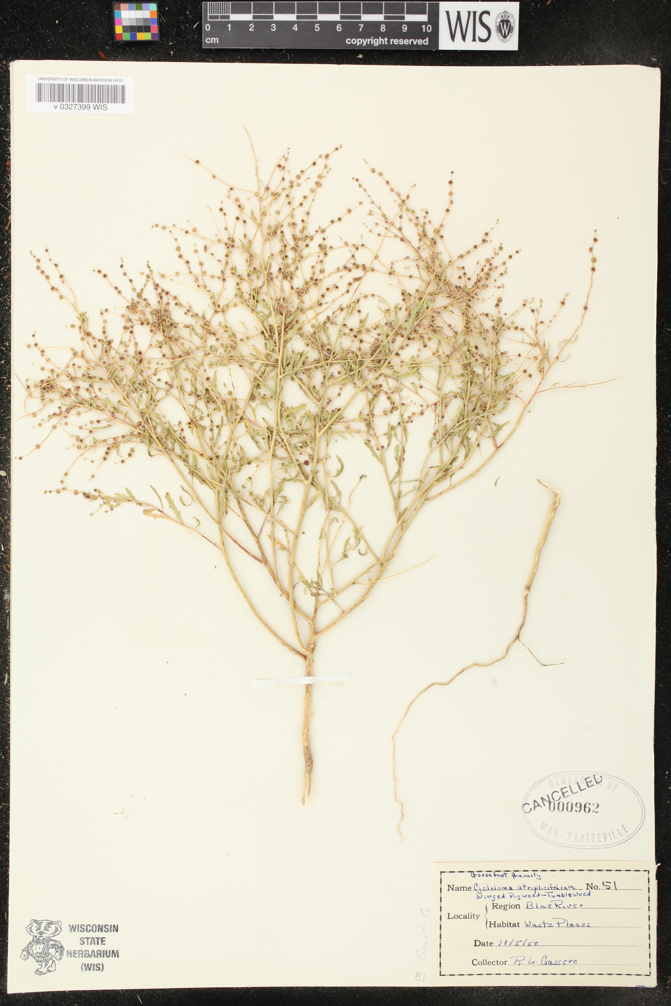 Cycloloma atriplicifolium image
