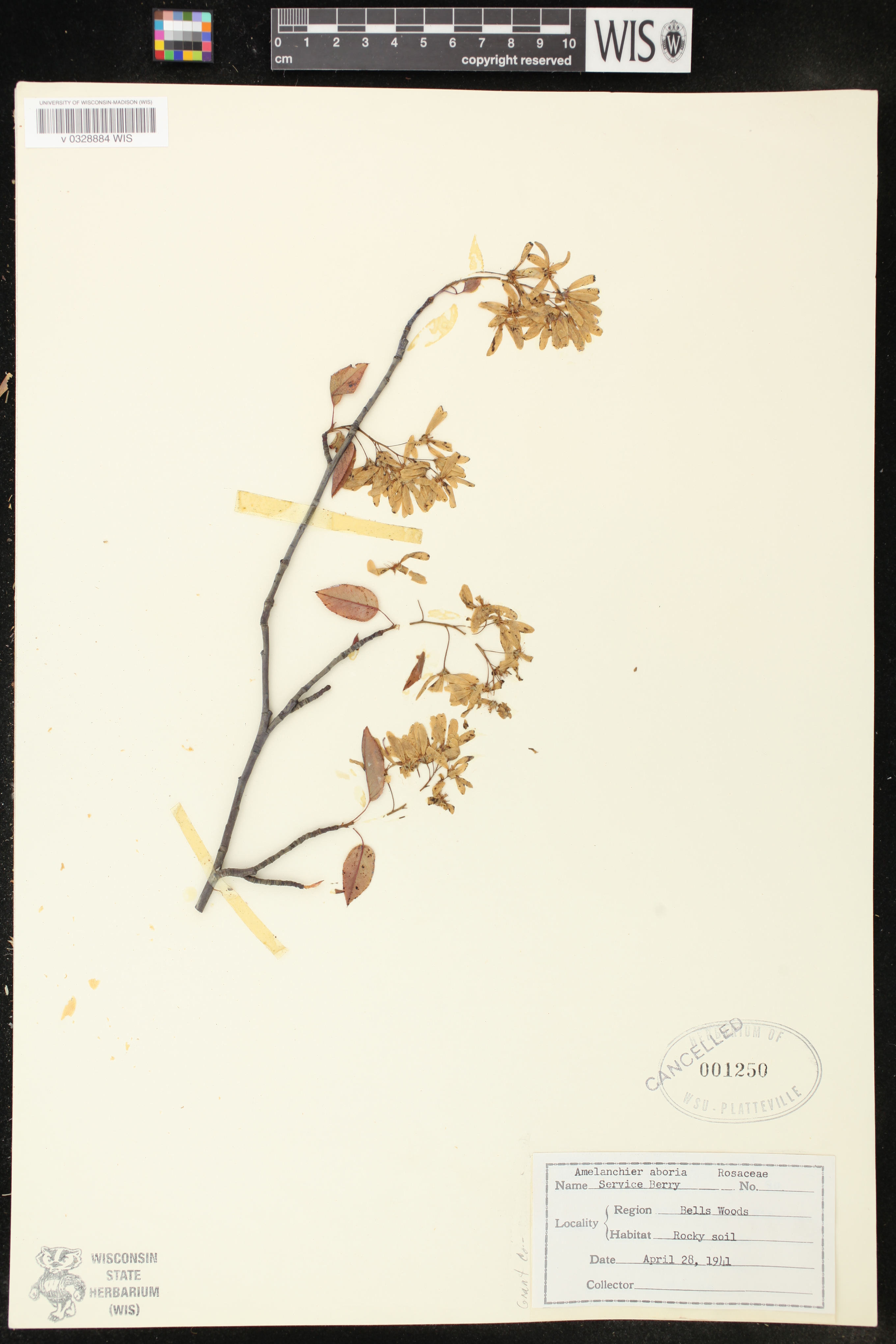 Amelanchier arborea image