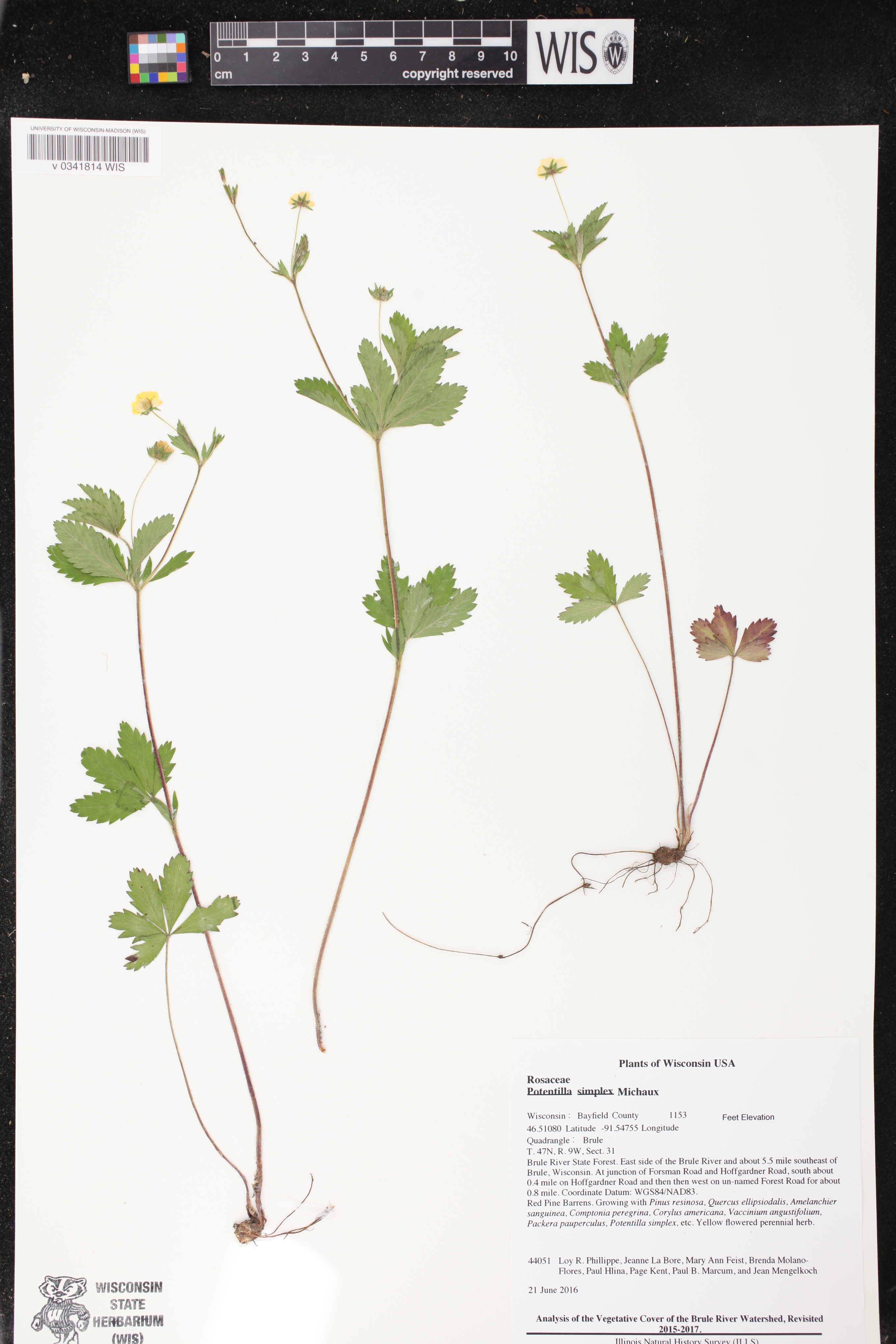 Potentilla simplex image