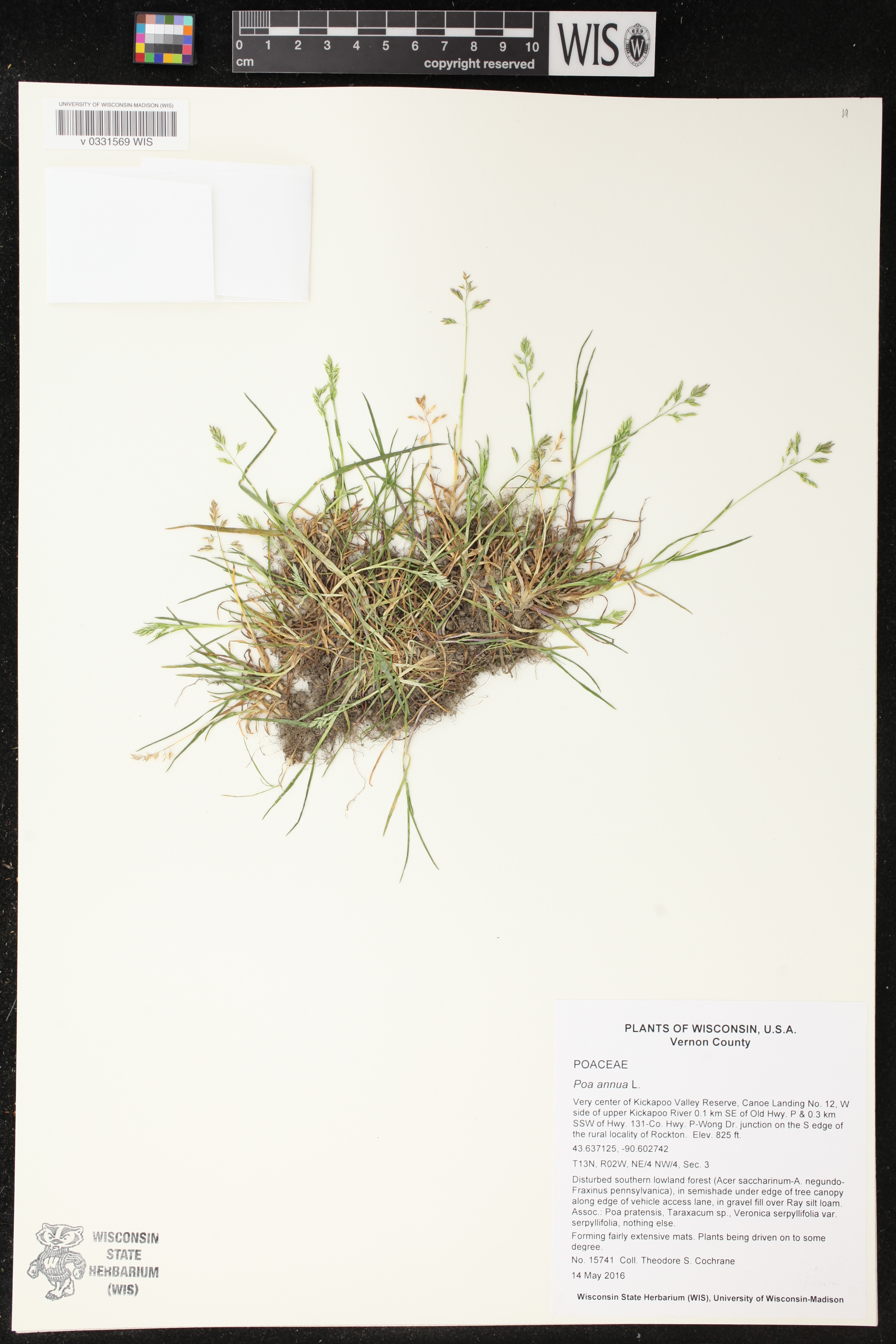 Poa annua image