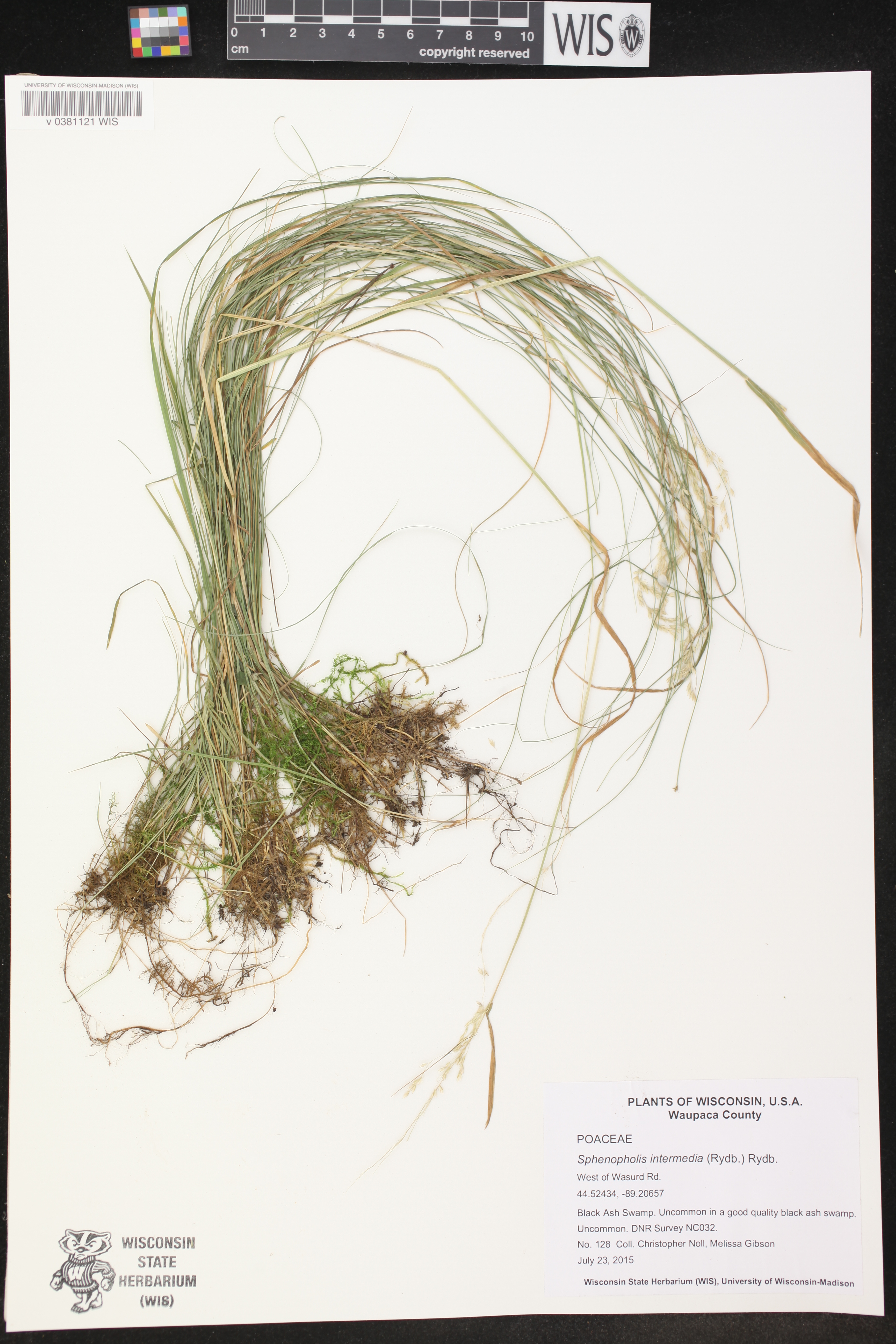 Sphenopholis intermedia image
