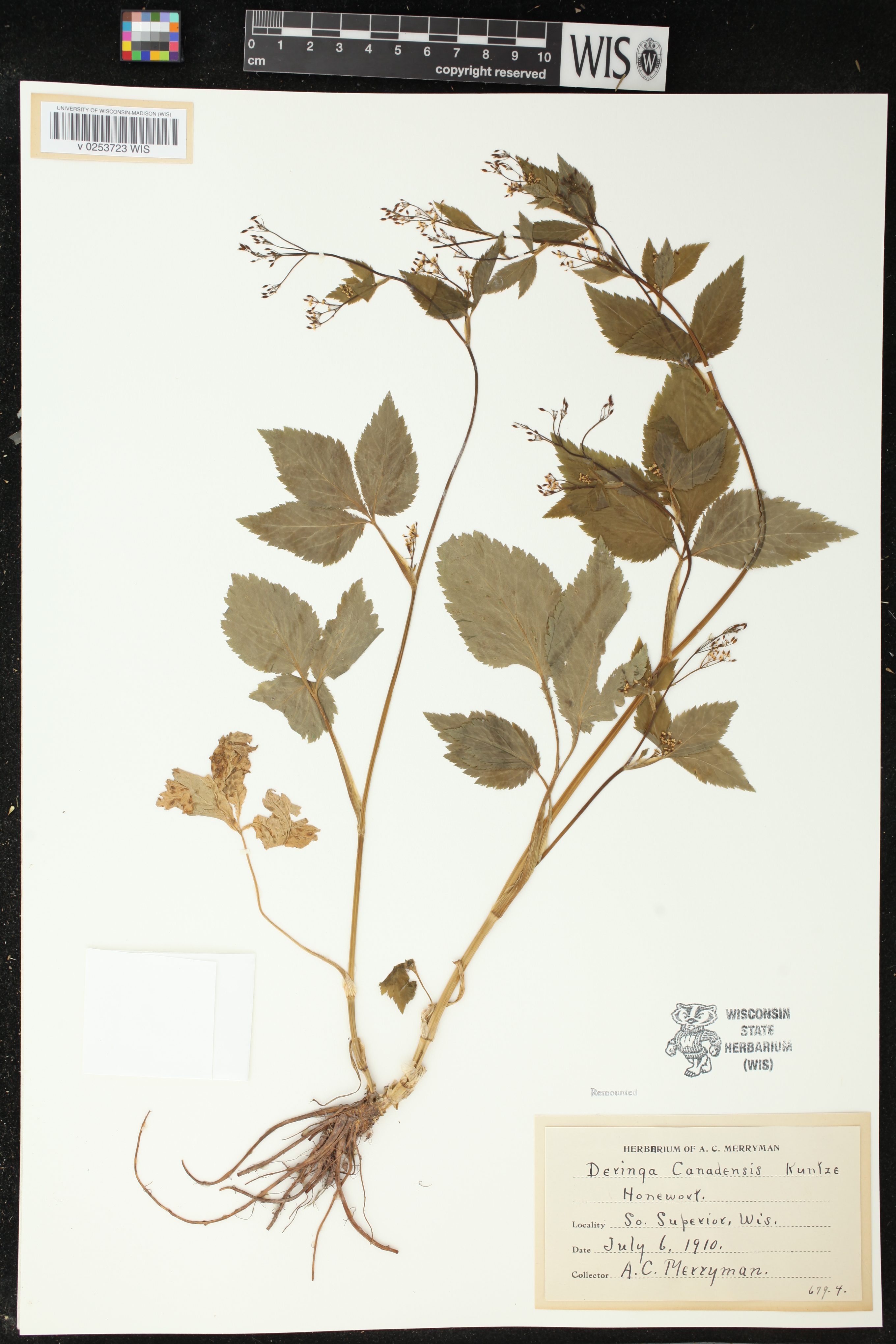 Cryptotaenia canadensis image