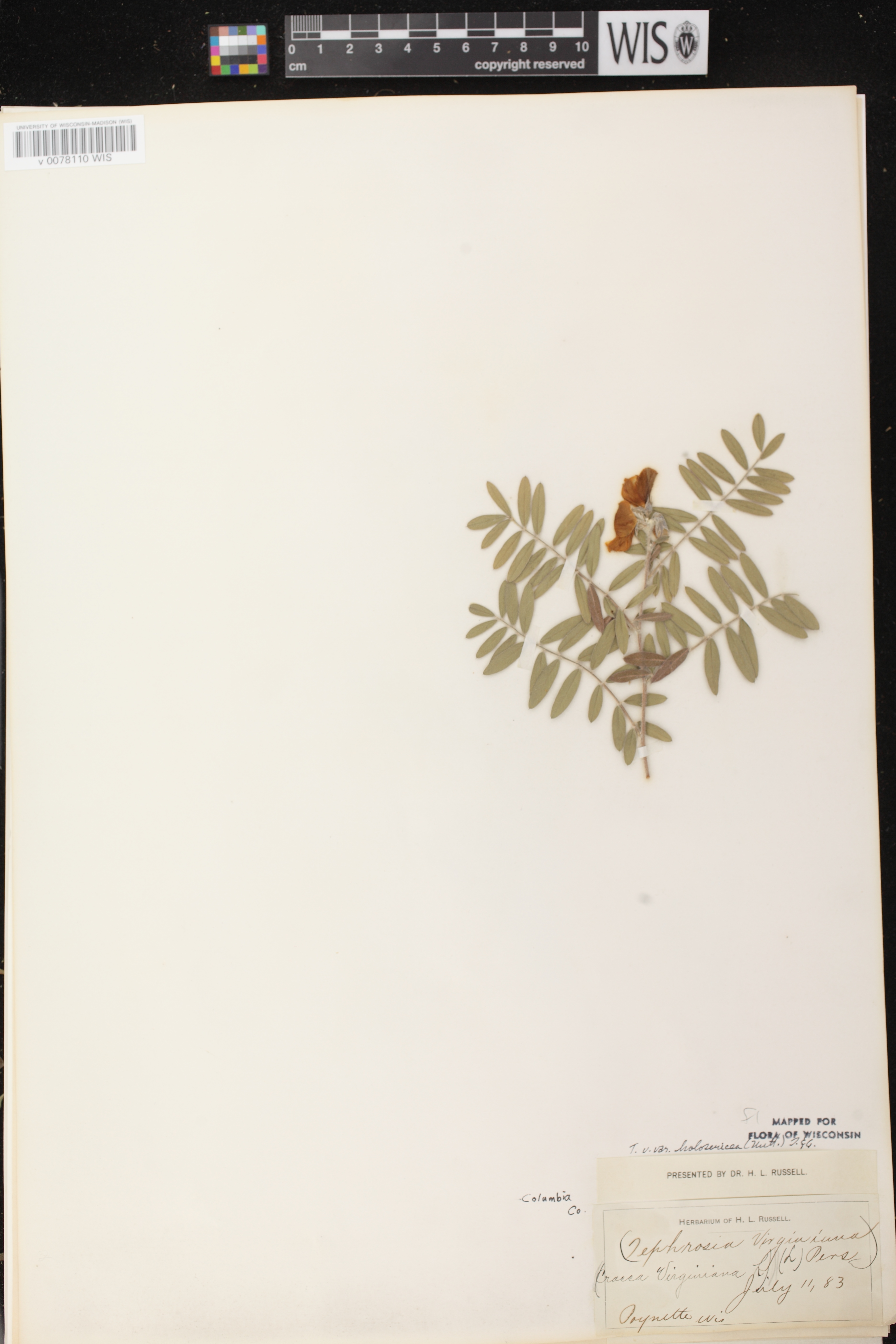 Tephrosia virginiana image