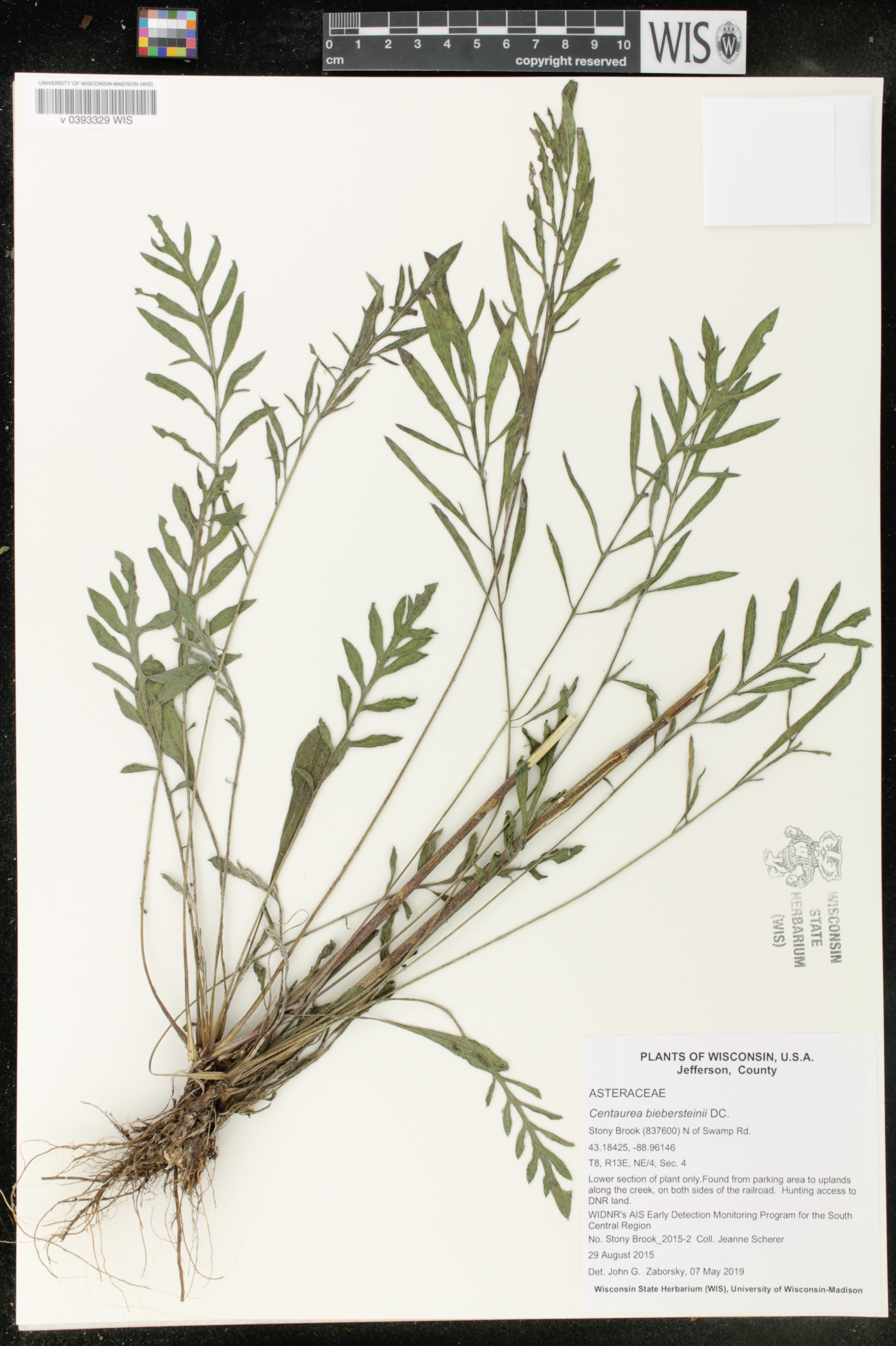 Centaurea stoebe image