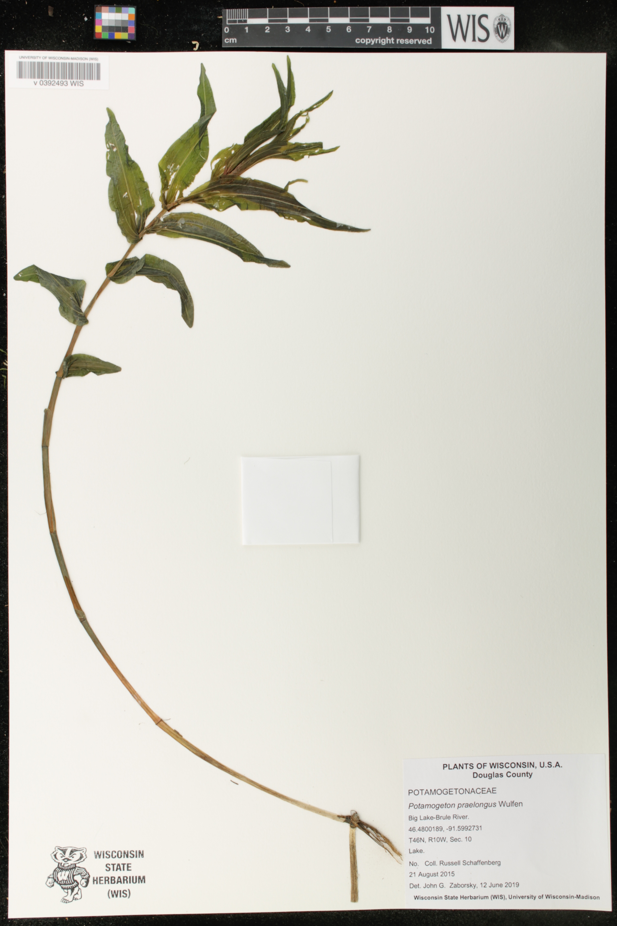 Potamogeton praelongus image