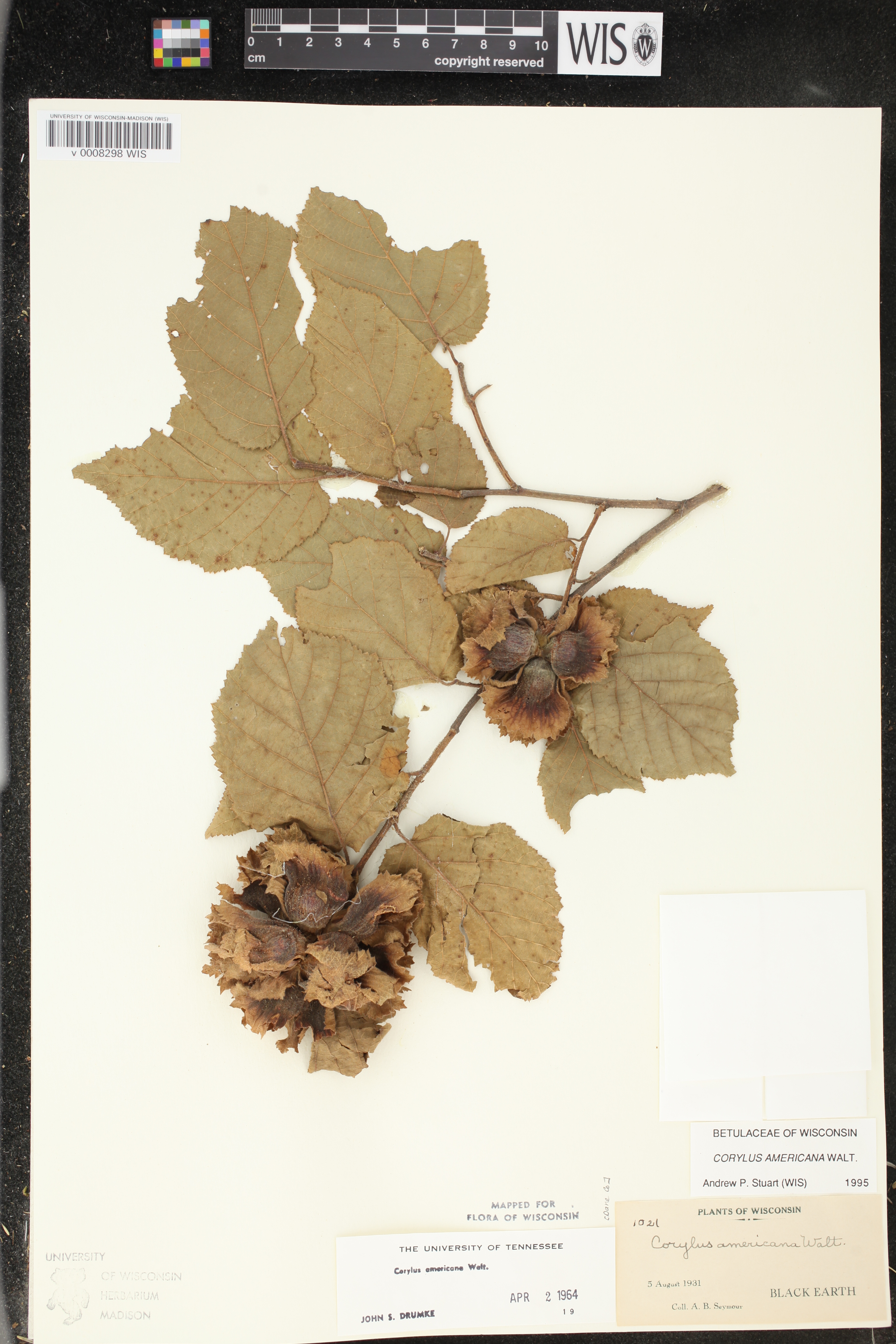 Corylus americana image