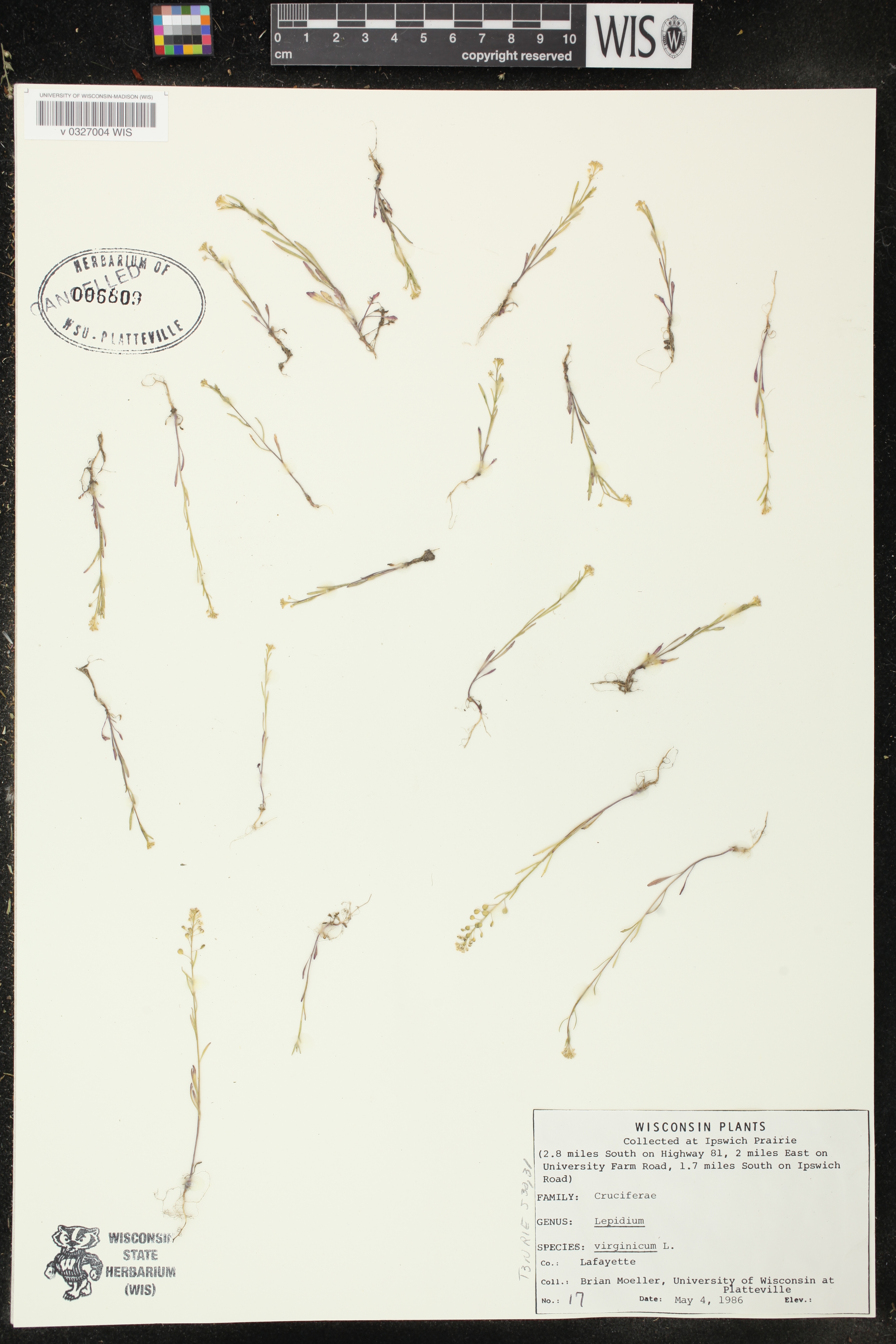 Lepidium virginicum image