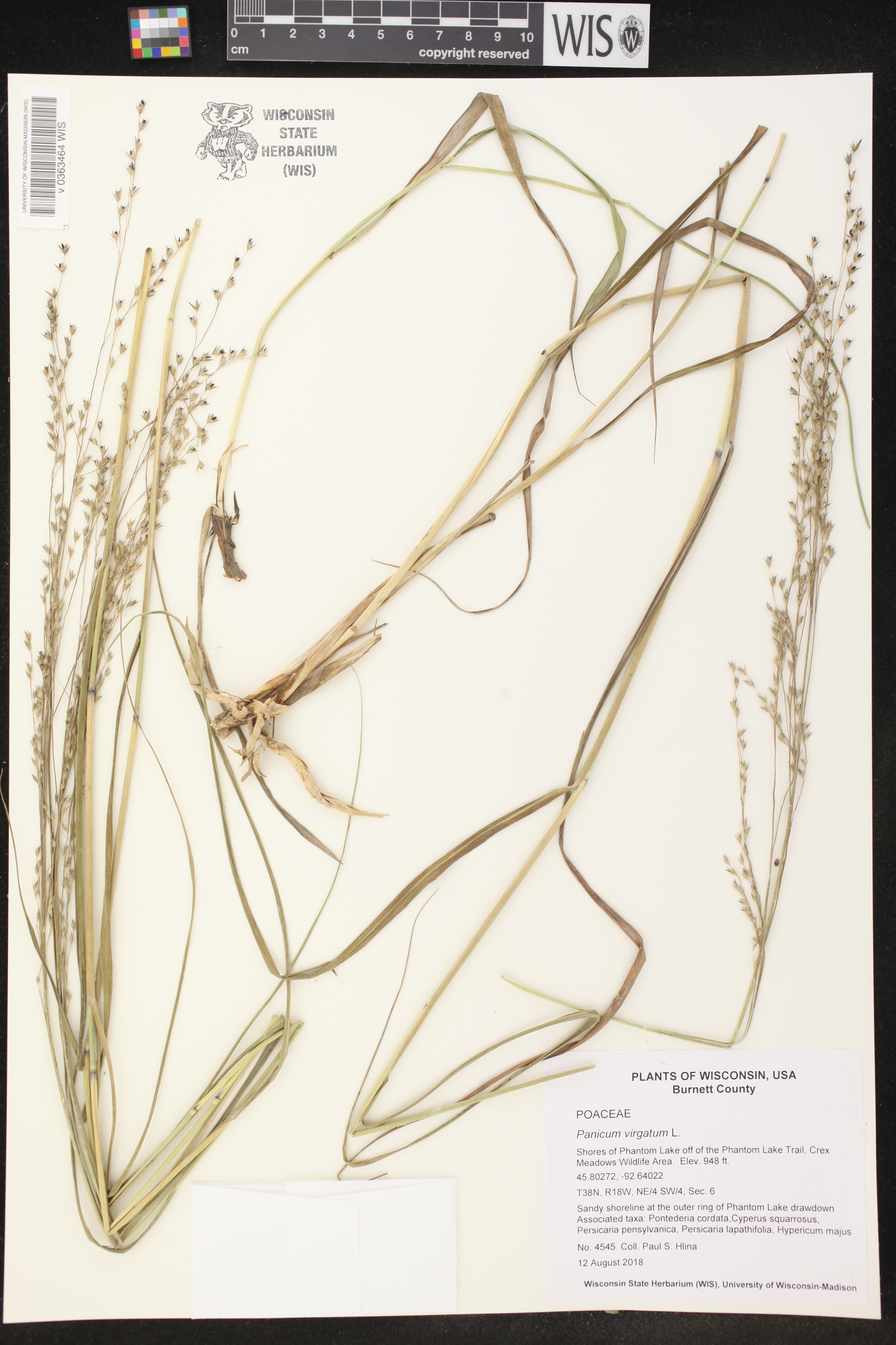 Panicum virgatum image