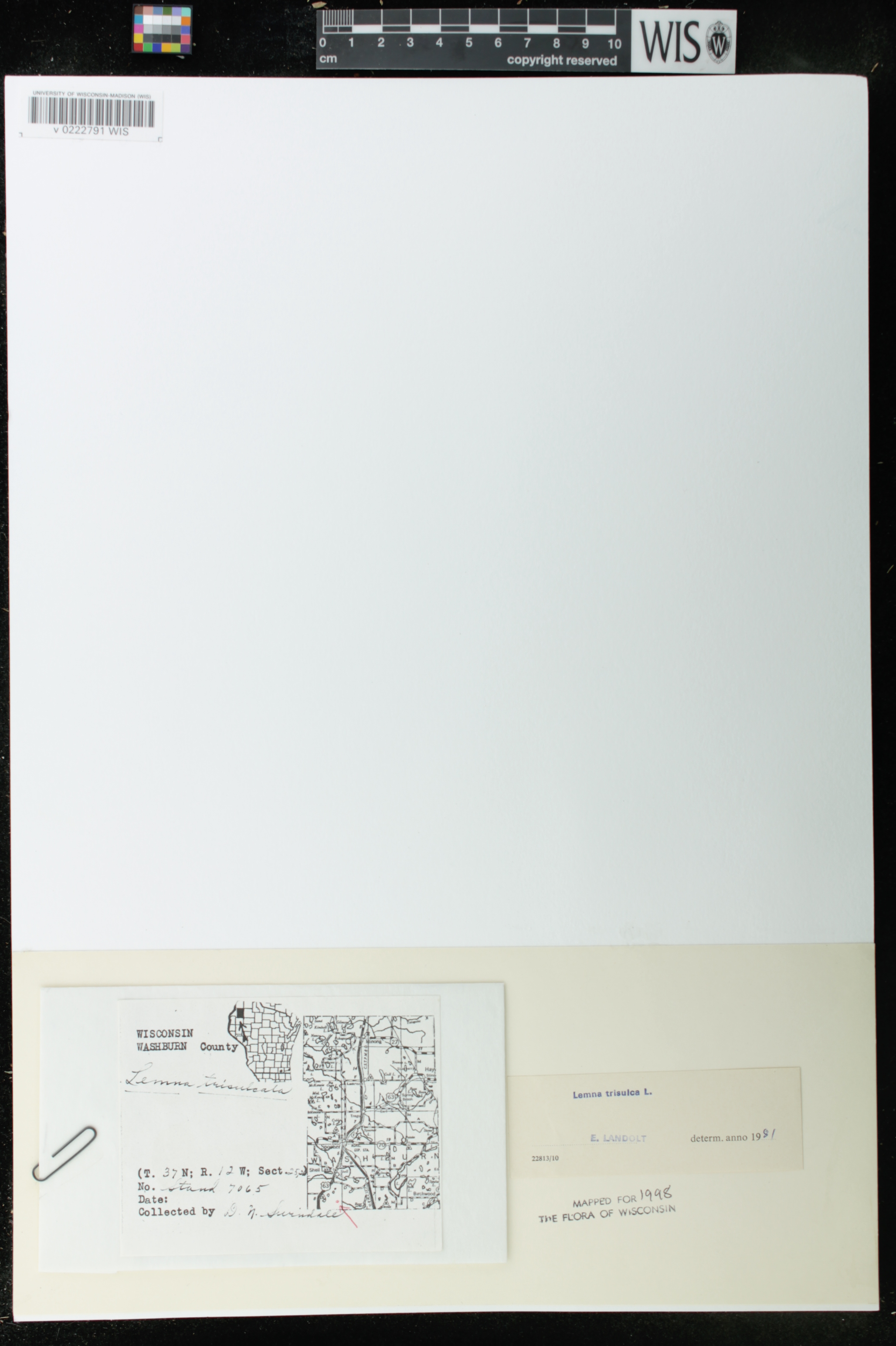 Lemna trisulca image
